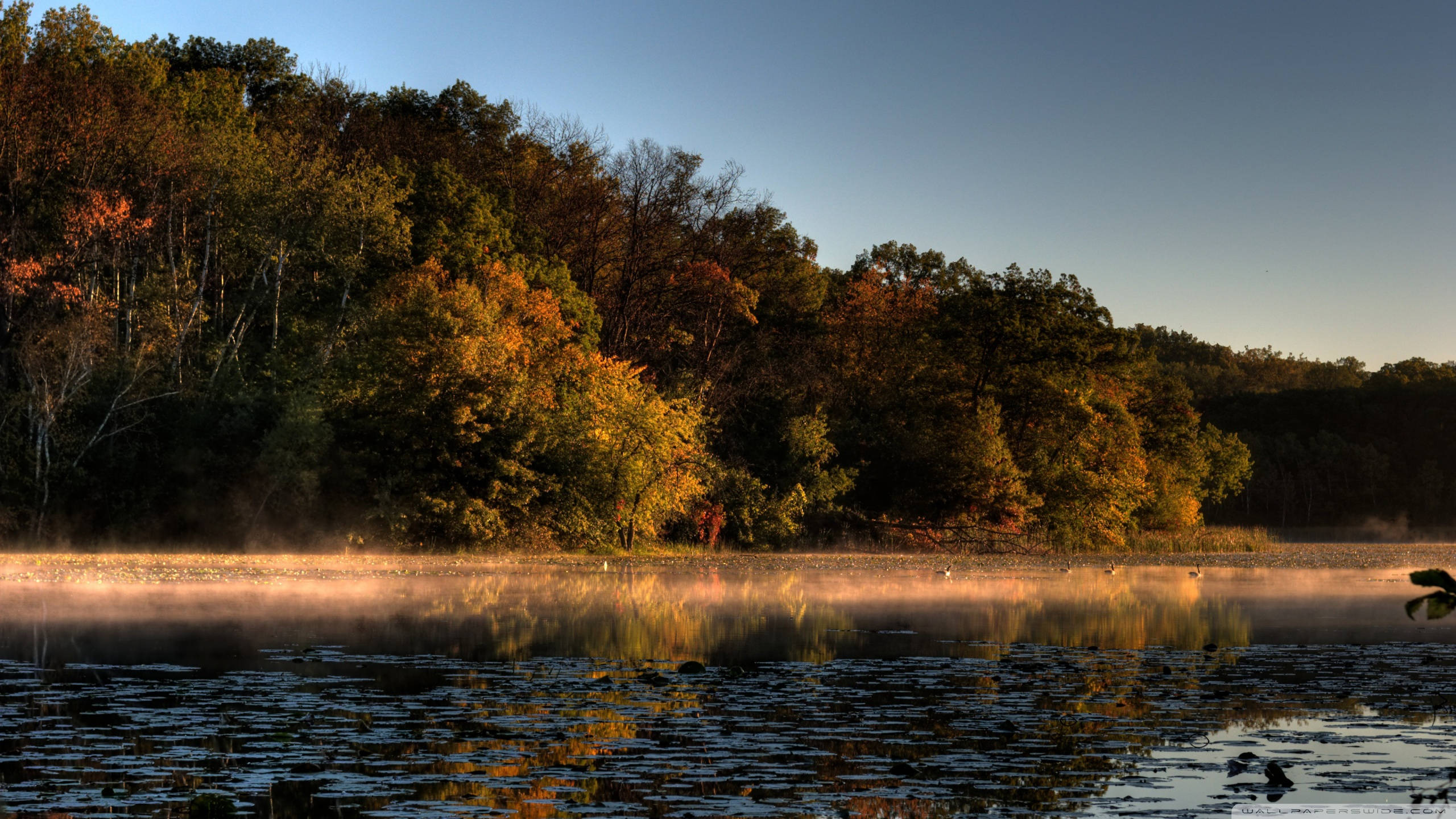 Minnesota, foggy lake, golden morning light, 2K Desktop Wallpaper