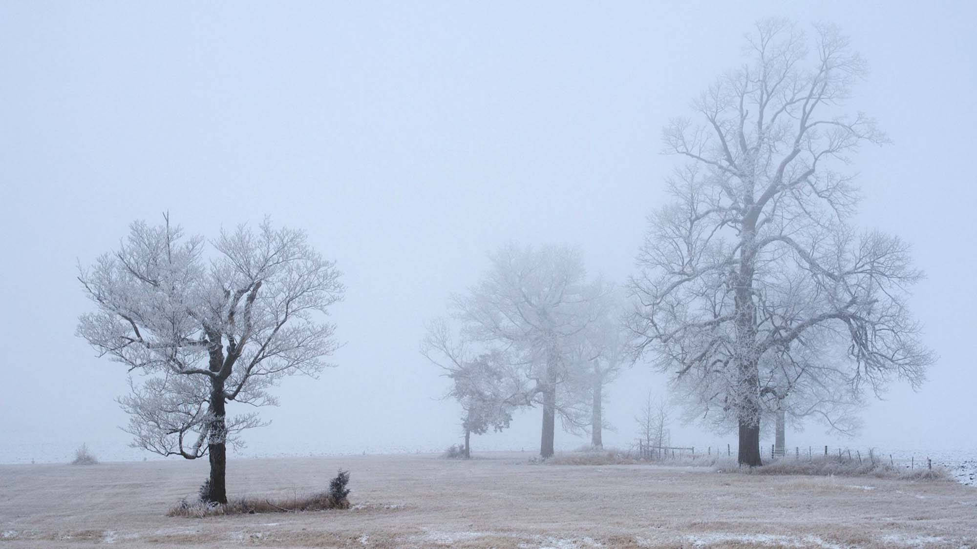 Minnesota, frost-covered trees, misty winter field, Full HD Desktop Wallpaper