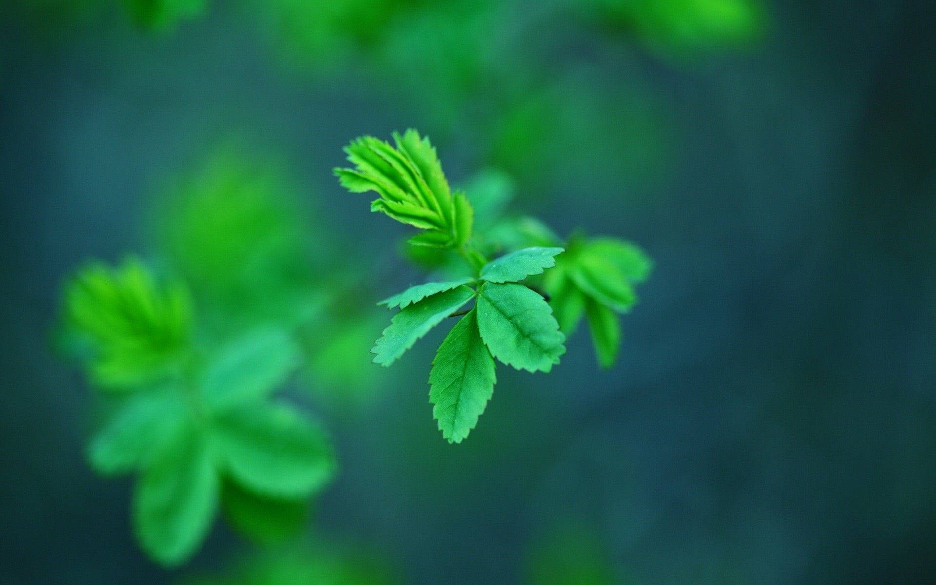 tiny mint leaves, fresh green leaves, soft focus, Full HD Desktop Wallpaper