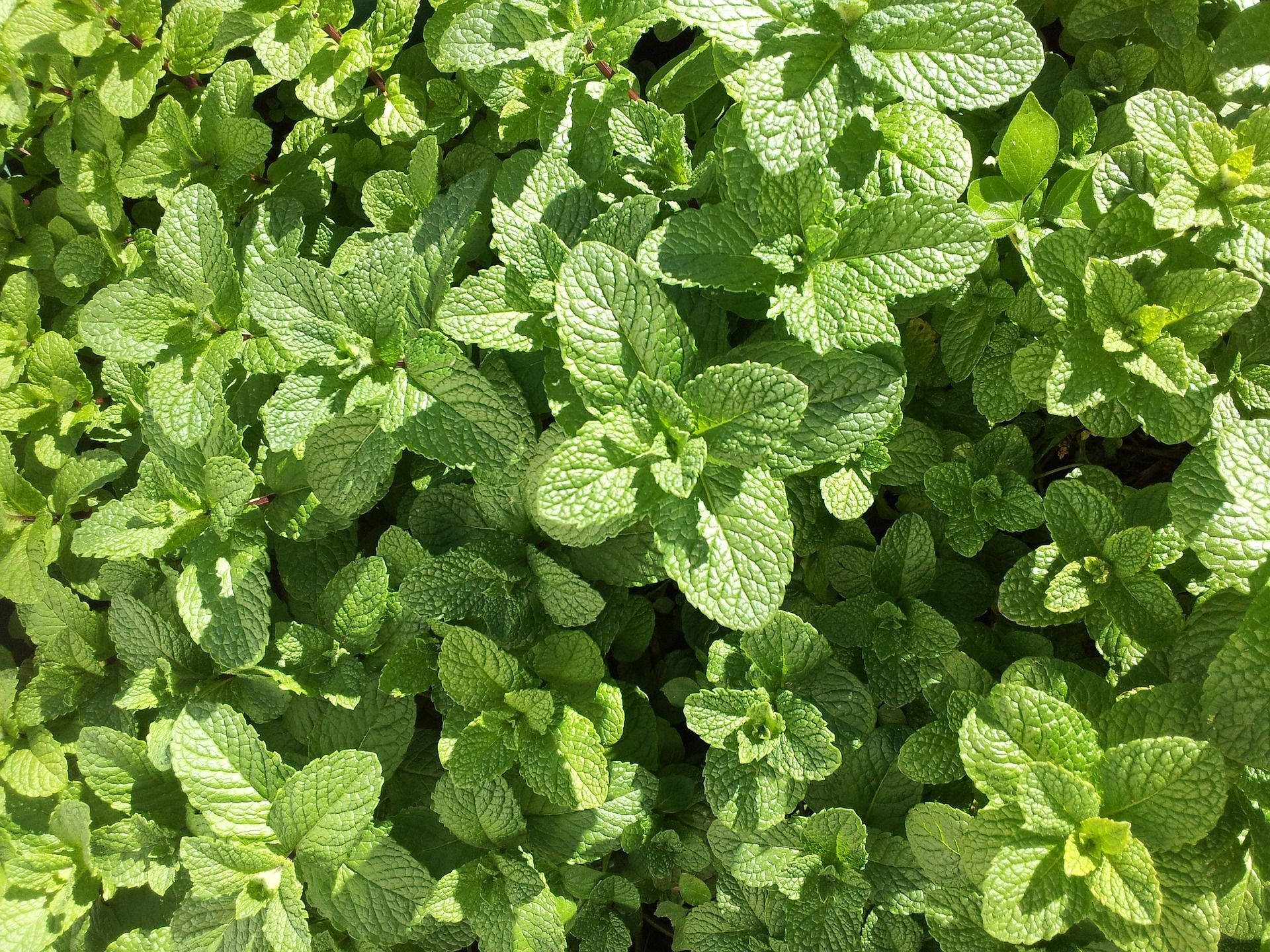 Sunlight-Rich Mint Plants, vibrant green mint leaves, bright sunlight, Full HD Desktop Wallpaper