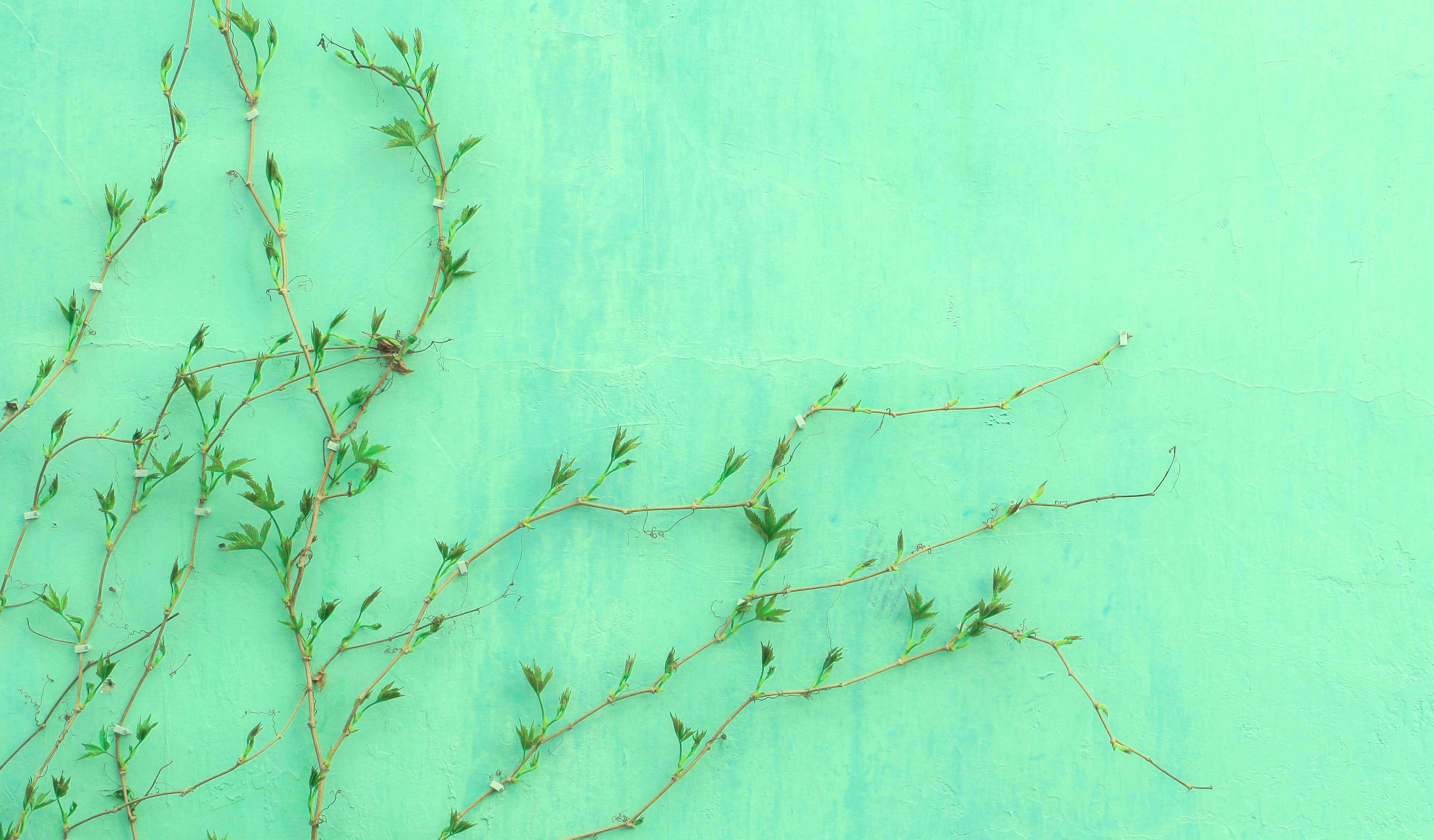 mint green, delicate green vines, tiny leaves, 4K Desktop Wallpaper