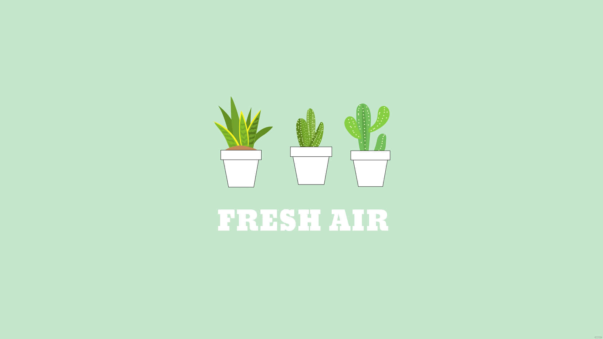 mint green, snake plant, cacti, Full HD Desktop Wallpaper