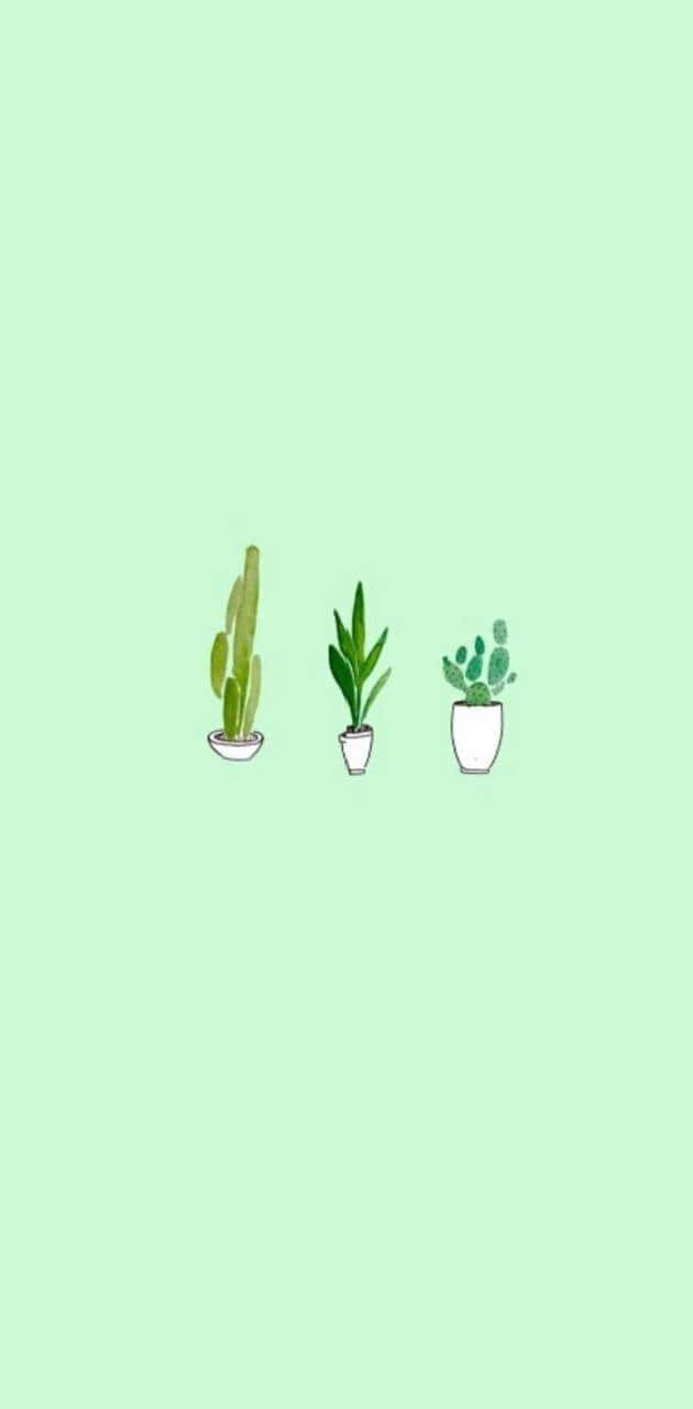 mint green background, potted plants, cactus, HD Phone Wallpaper