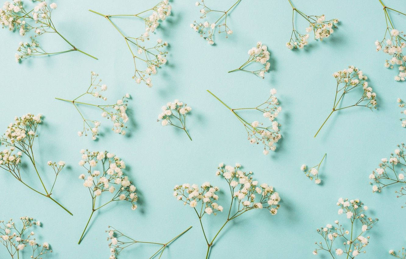Gypsophila, white baby's breath flowers, soft mint green background, HD Desktop Wallpaper