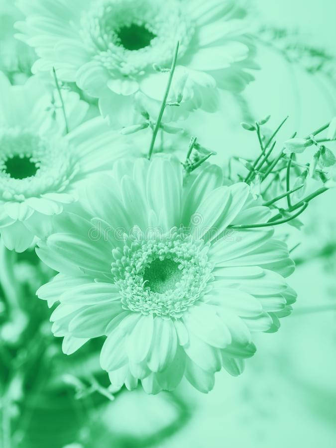 mint green aesthetic, gerbera daisies, soft mint-green, SD Phone Wallpaper