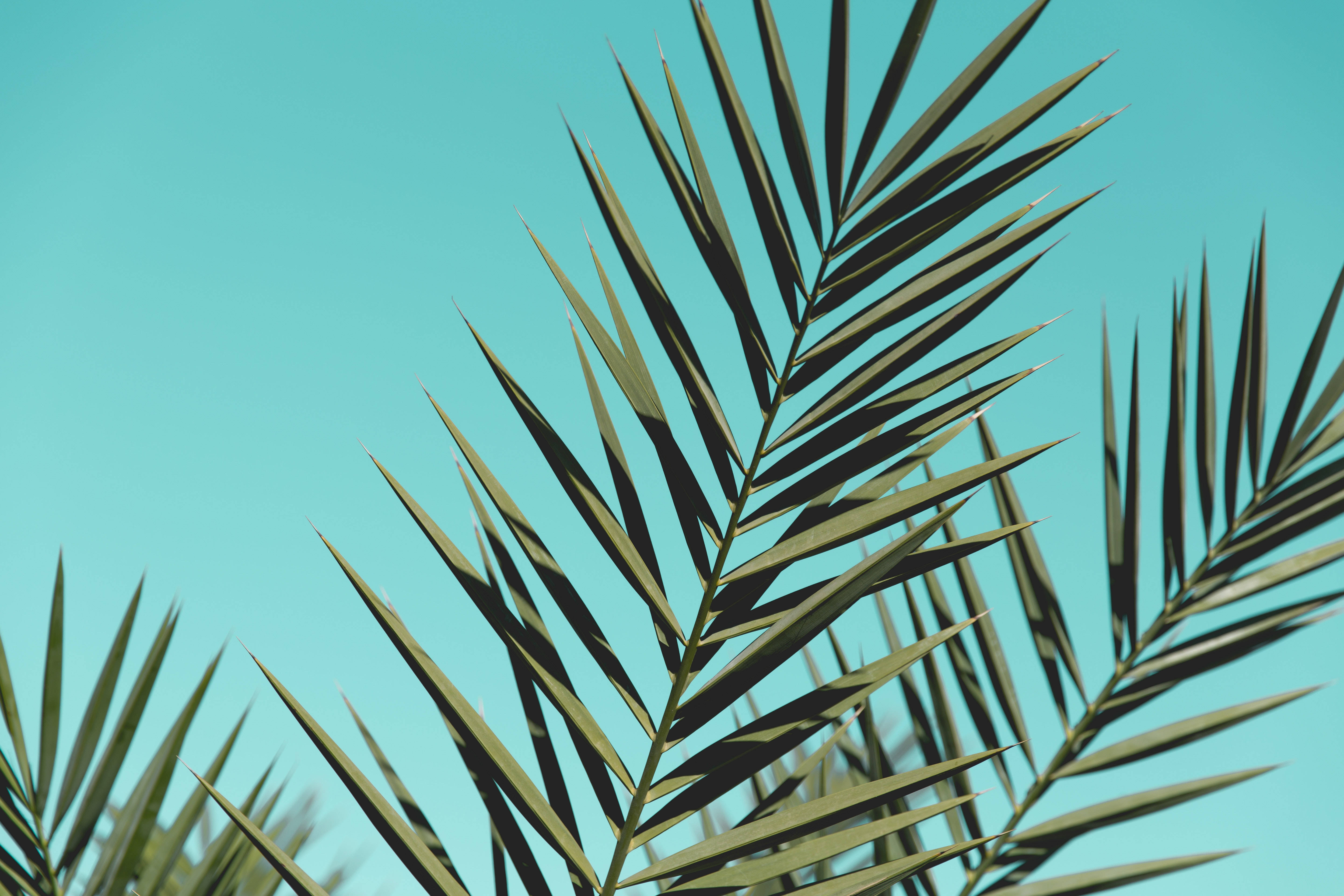 Mint Green Aesthetic, palm fronds, vibrant turquoise sky, 5K Desktop Wallpaper