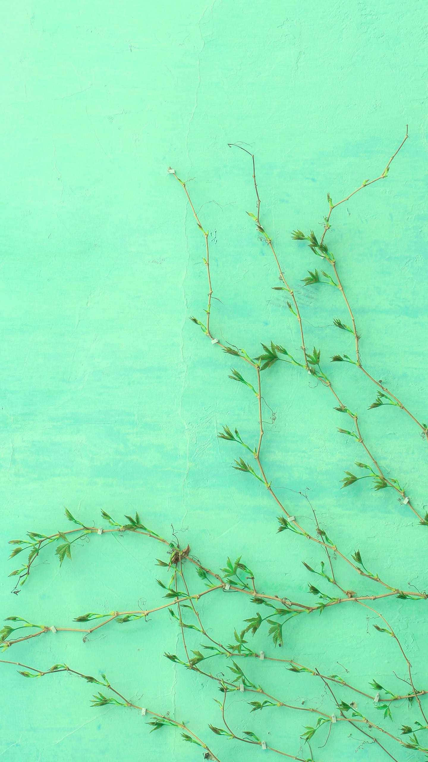 mint green, green vines, small leaves, 2K Phone Wallpaper