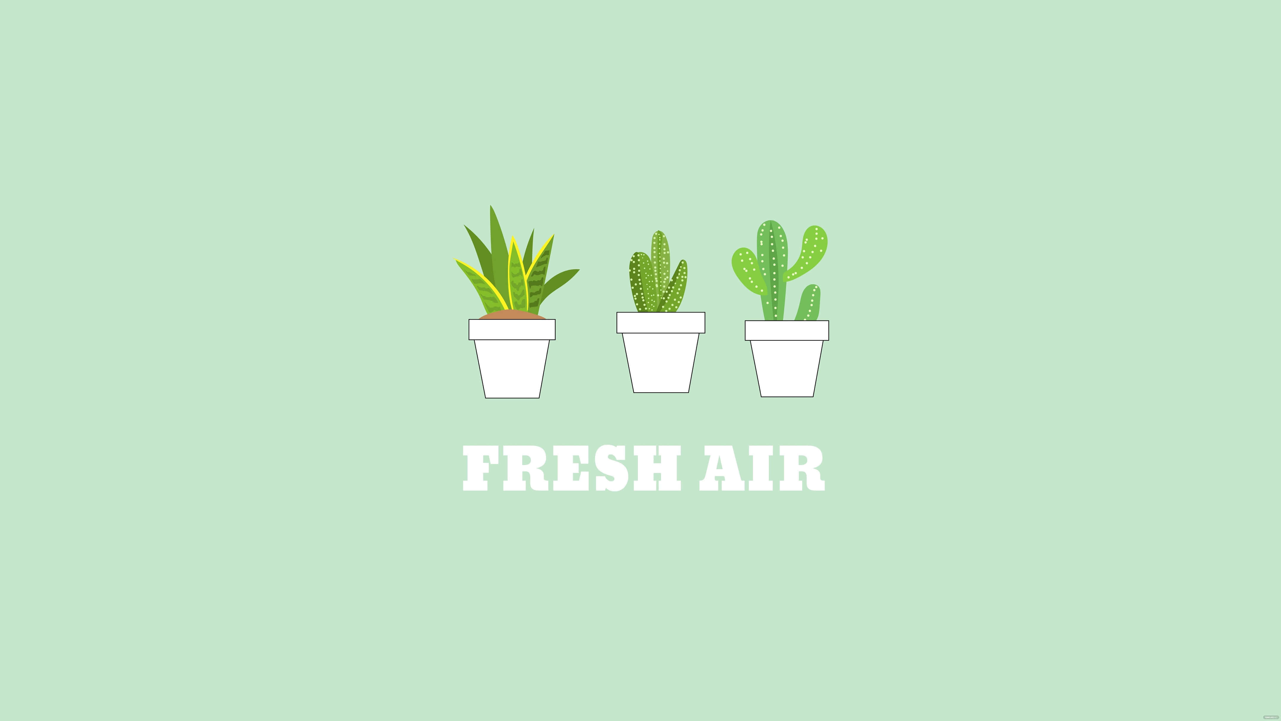 mint green background, succulents, cacti, 4K Desktop Wallpaper