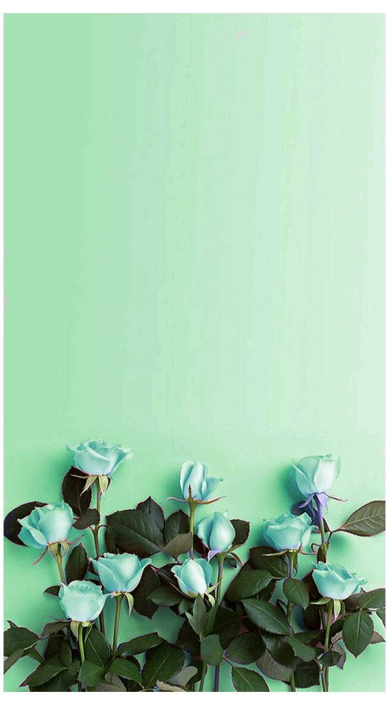 Mint Green Aesthetic, soft blue roses, dark green leaves, SD Phone Wallpaper