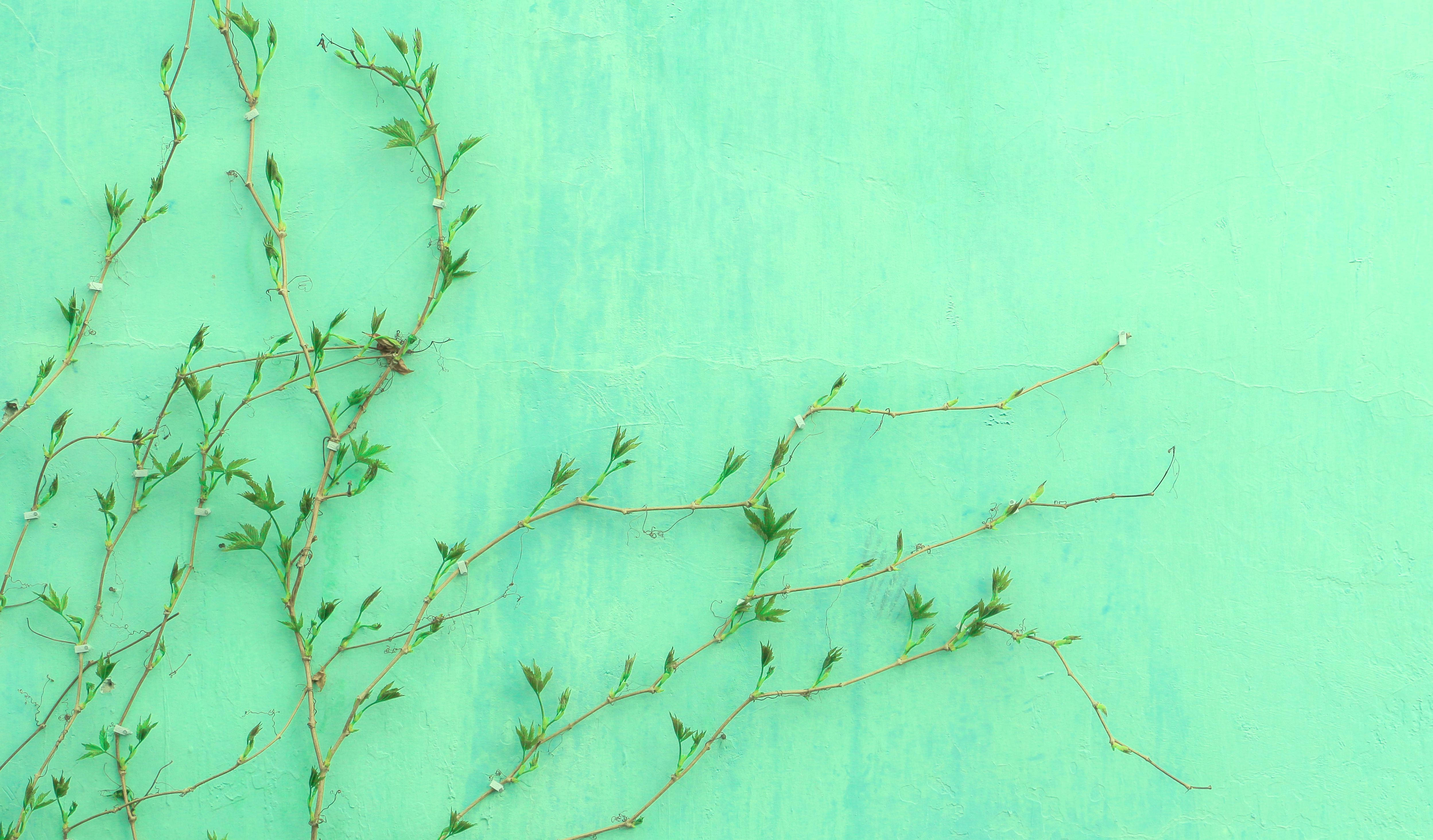 mint green wall, delicate green vines, fresh leaves, 4K Desktop Wallpaper