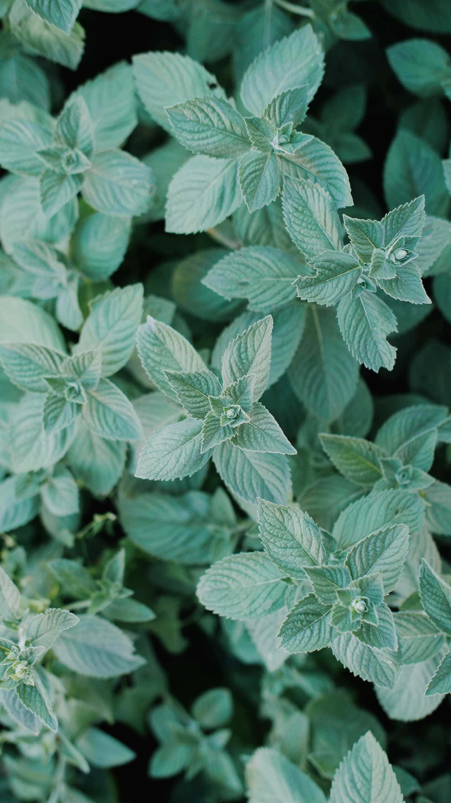 mint green, lush mint leaves, serrated edges, 2K Phone Wallpaper
