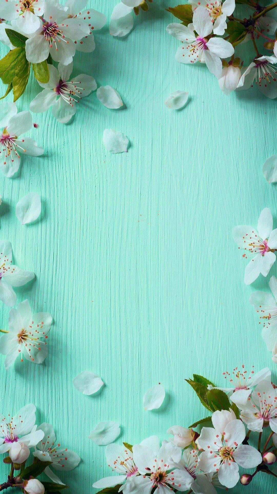 Mint green, iPhone, white cherry blossoms, Full HD Phone Wallpaper