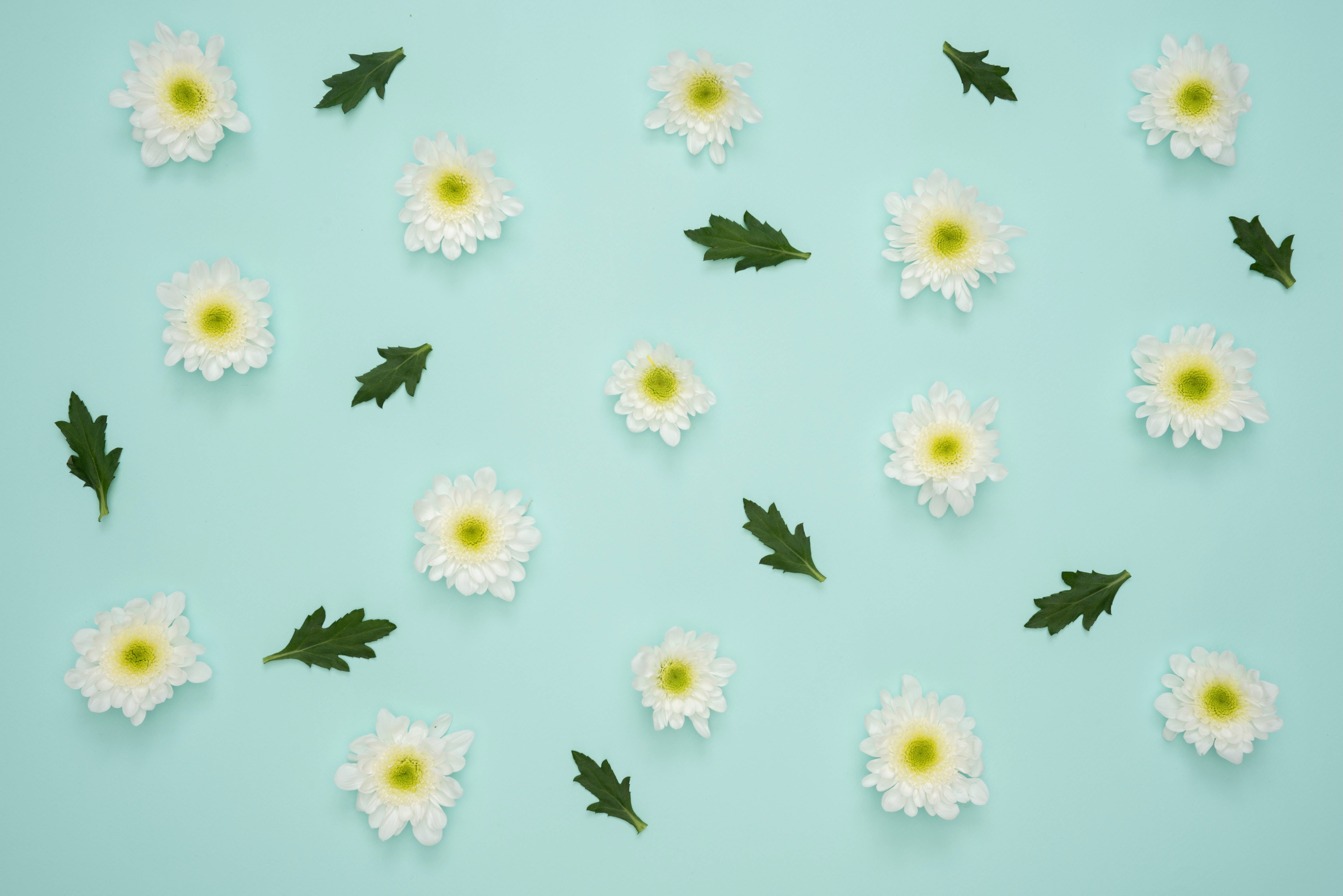 4K Tablet, mint green, daisies, 5K Desktop Wallpaper