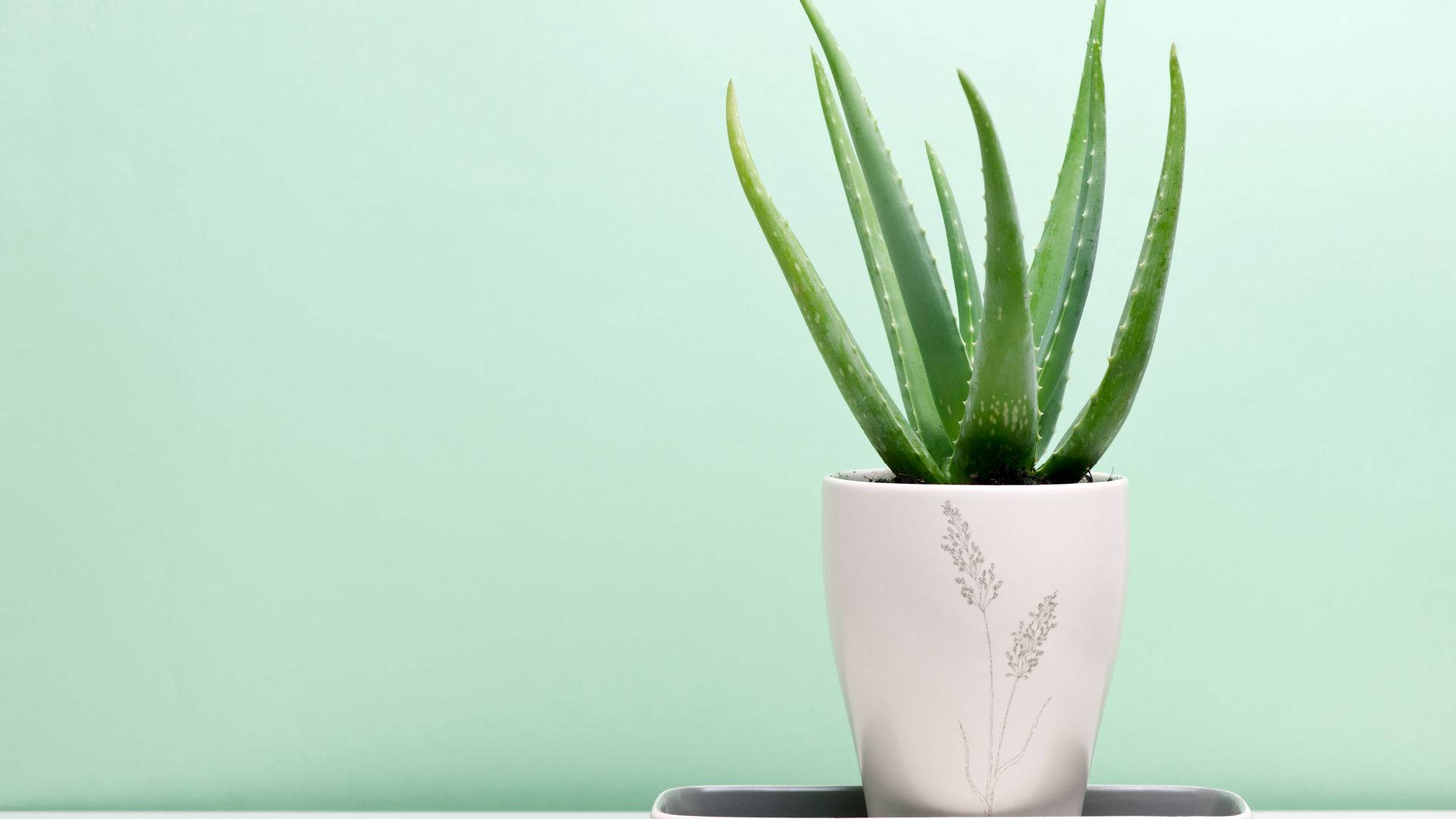 aloe vera plant, white ceramic pot, grass illustrations, Full HD Desktop Wallpaper