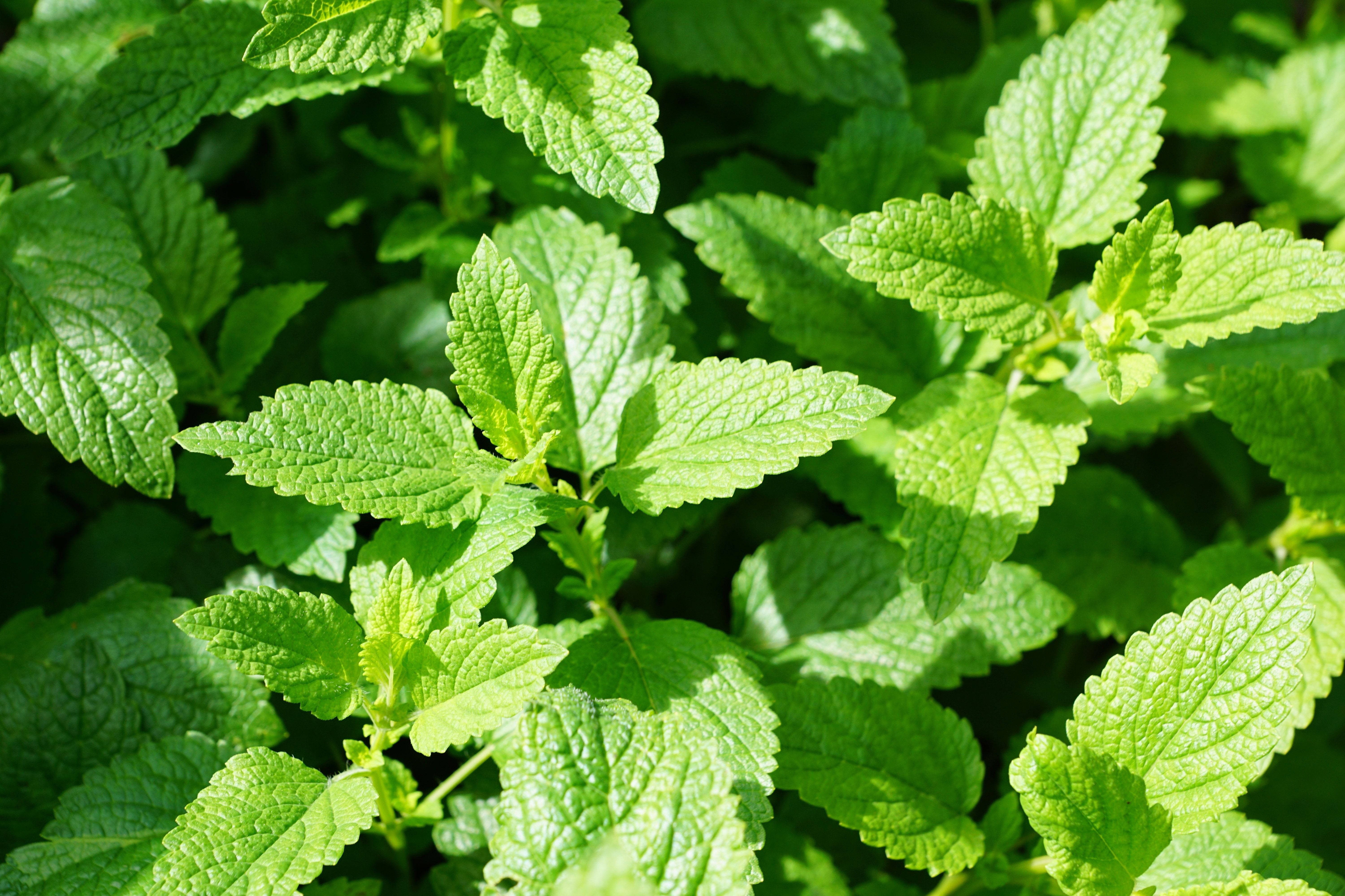 Sun Ray Mint Plant, vibrant green, serrated edges, 5K Desktop Wallpaper