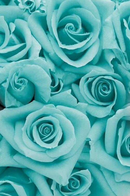 mint green, turquoise roses, soft petals, SD Phone Wallpaper
