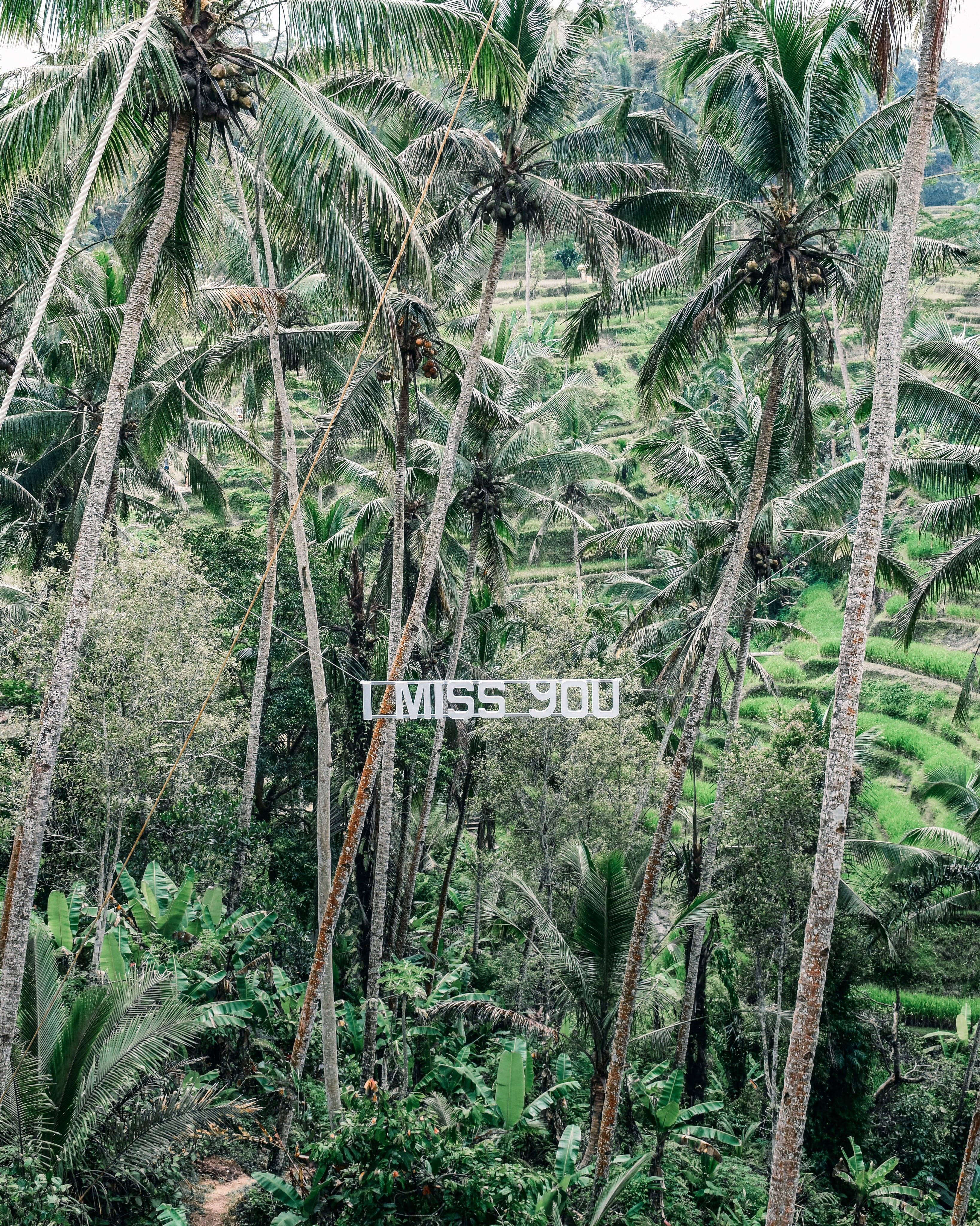 Missing You, palm trees, rice terraced valley, 4K Phone Wallpaper