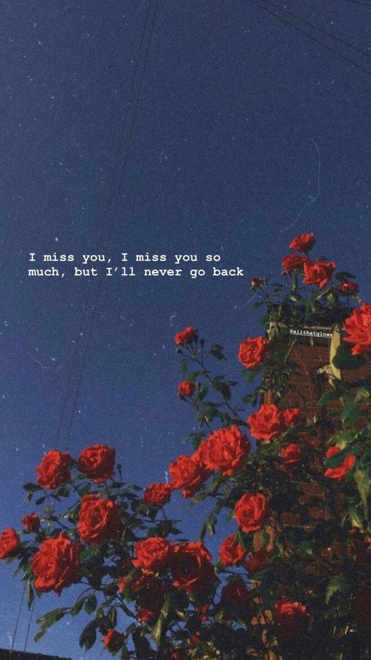 Missing You, vibrant red roses, deep blue starry night sky, HD Phone Wallpaper