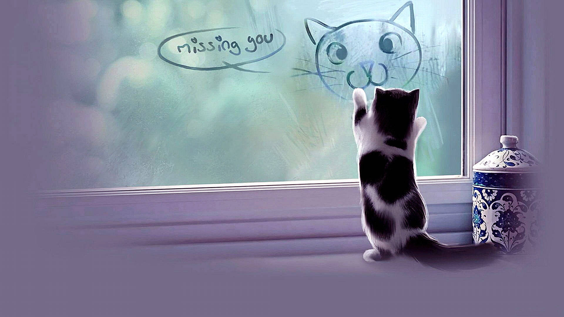 Missing You Cat, black and white cat, window, Full HD Desktop Wallpaper
