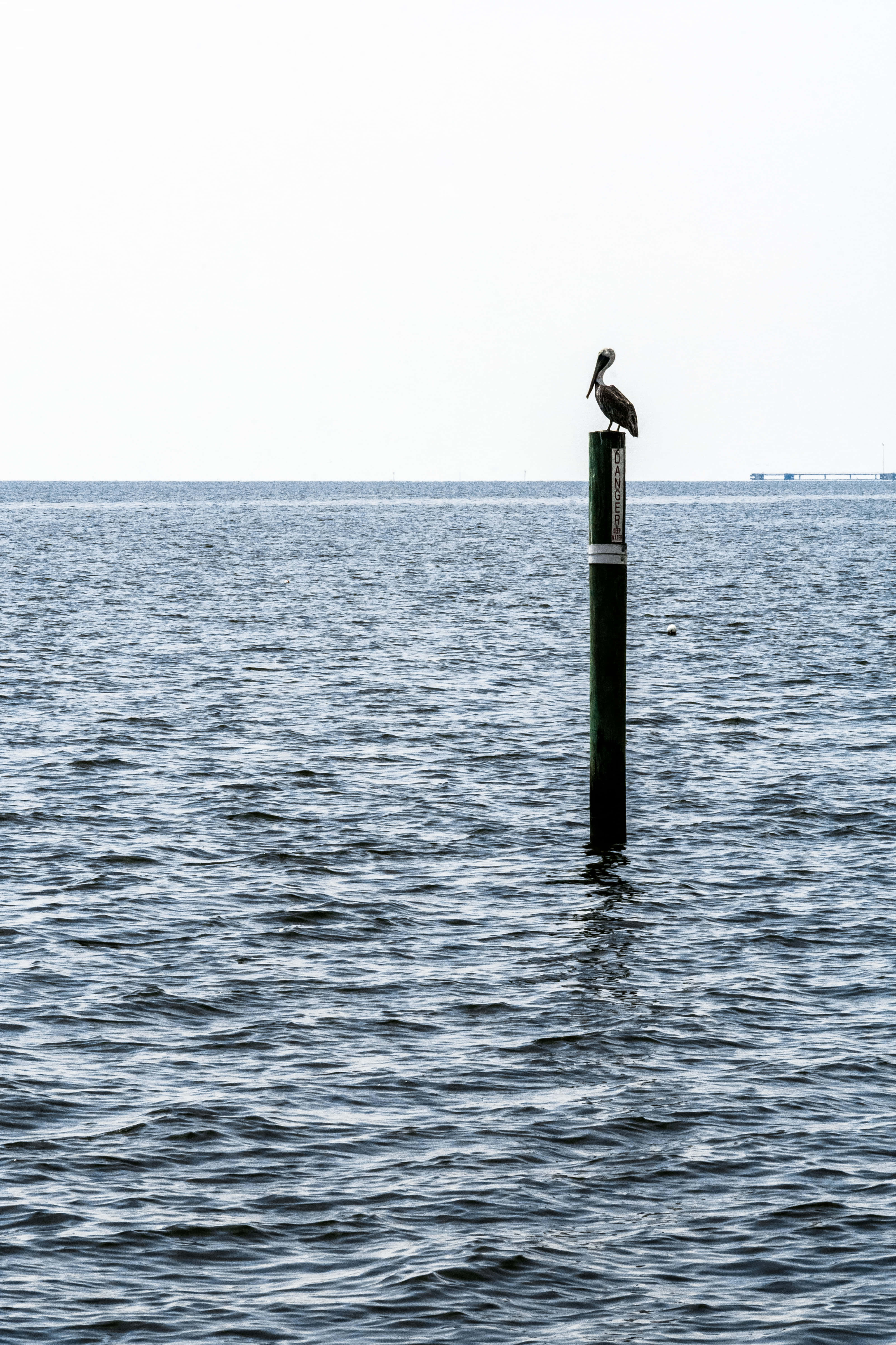 pelican, beach, Mississippi, 5K Phone Wallpaper
