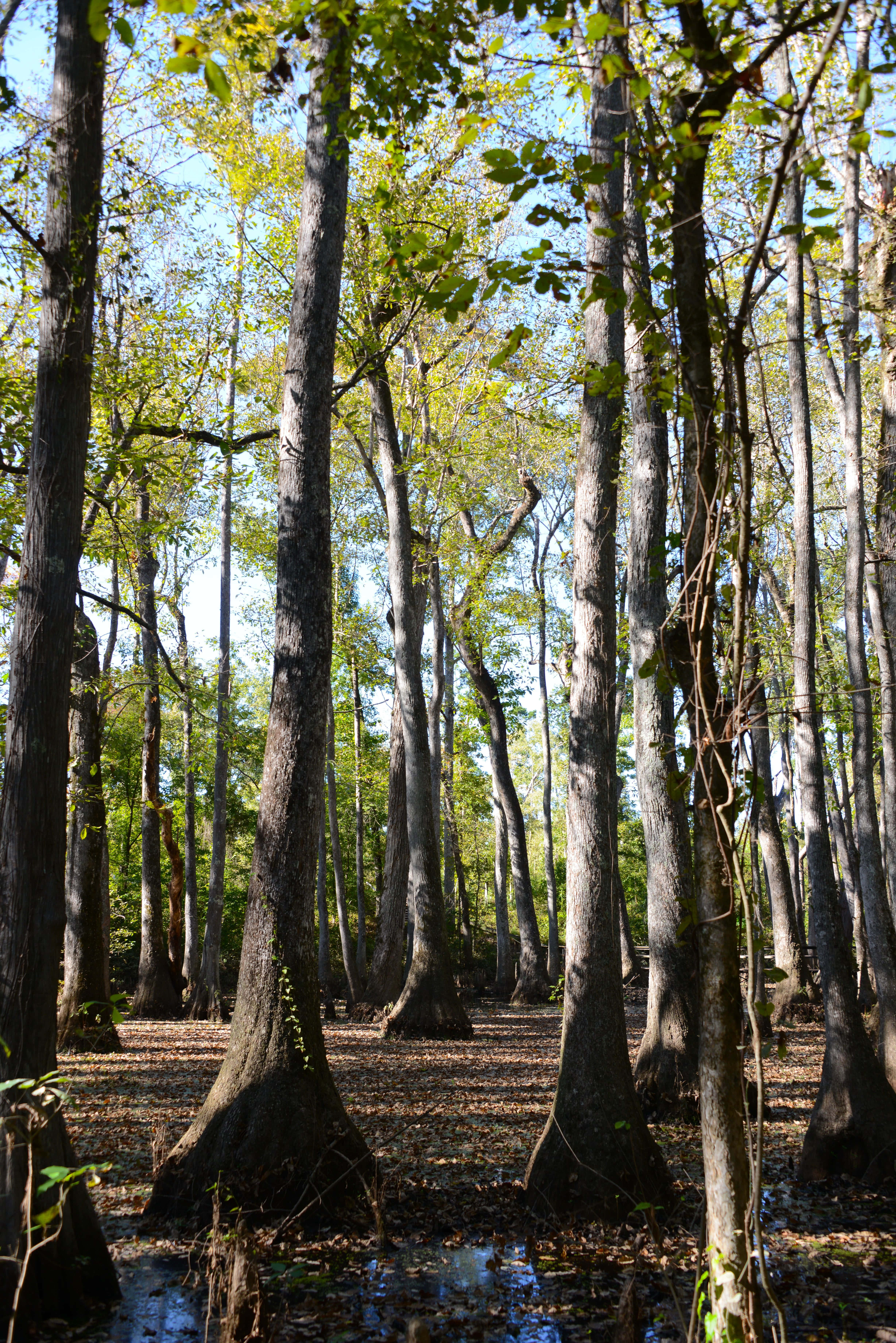 Mississippi, woods, sunlight, 5K Phone Wallpaper