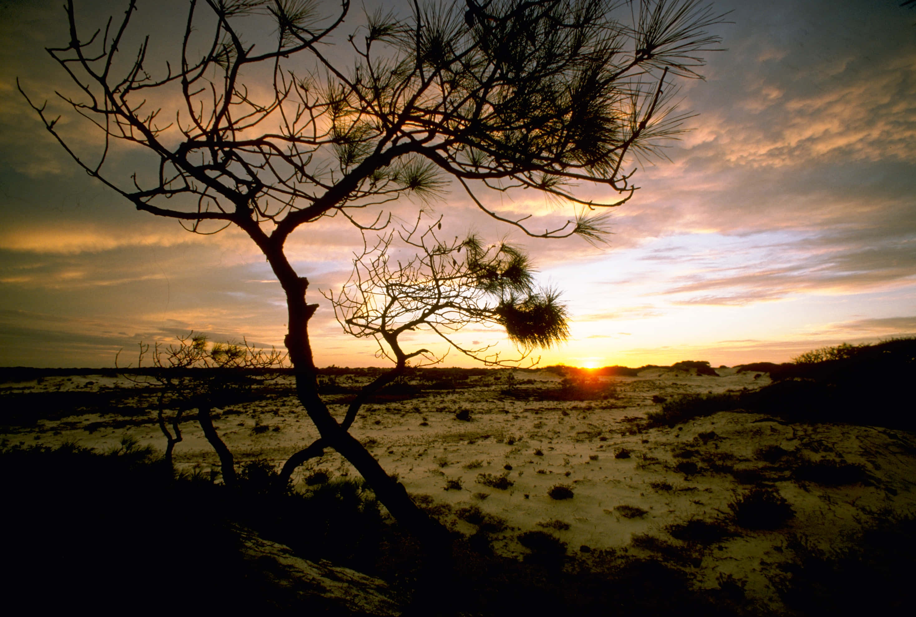 Mississippi, pine tree, fiery sunset sky, 2K Desktop Wallpaper
