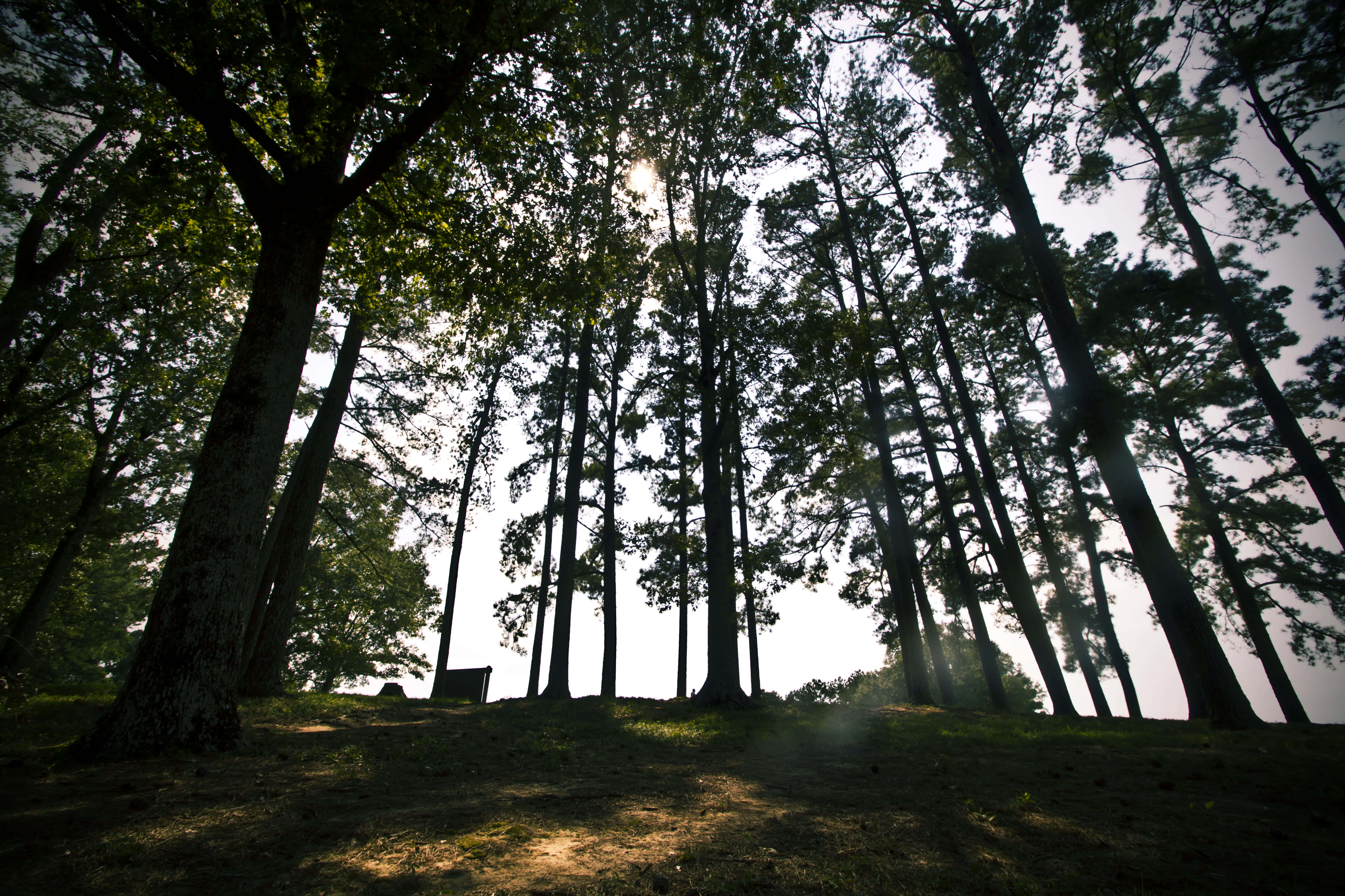 Mississippi, forest floor, dawn, 5K Desktop Wallpaper