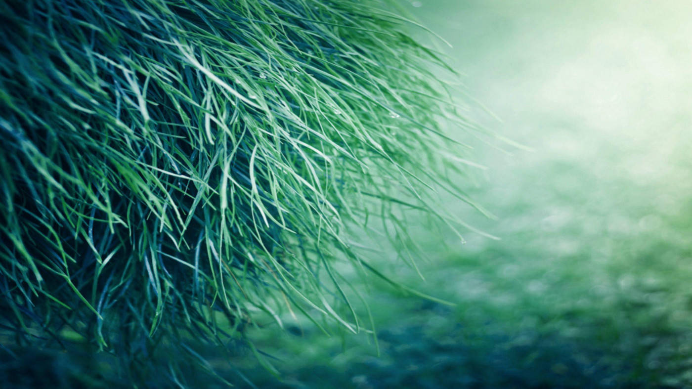 Patch Of Grass, Miui, vibrant green, HD Desktop Wallpaper