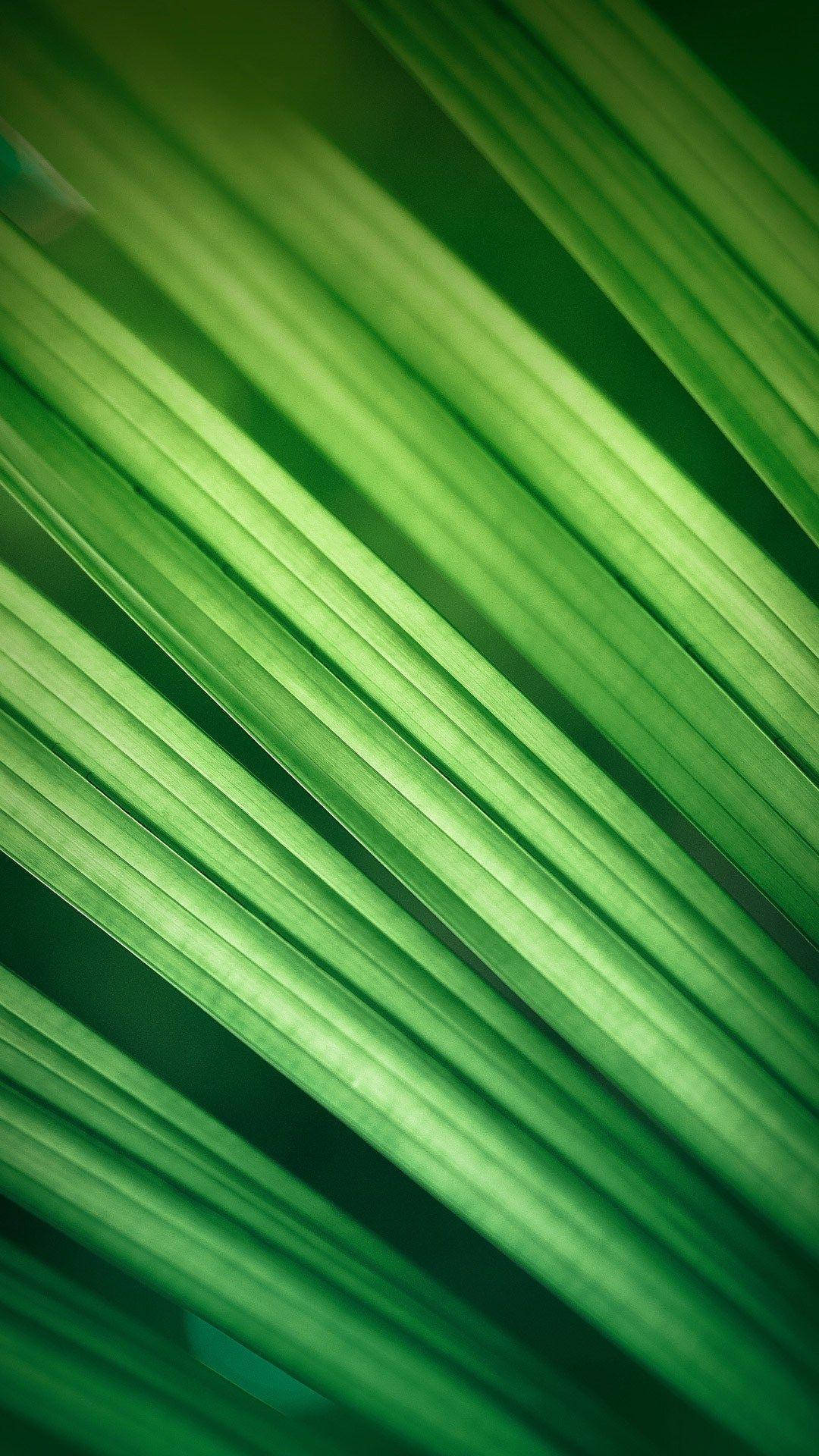 Miui, green, palm frond leaves, Full HD Phone Wallpaper