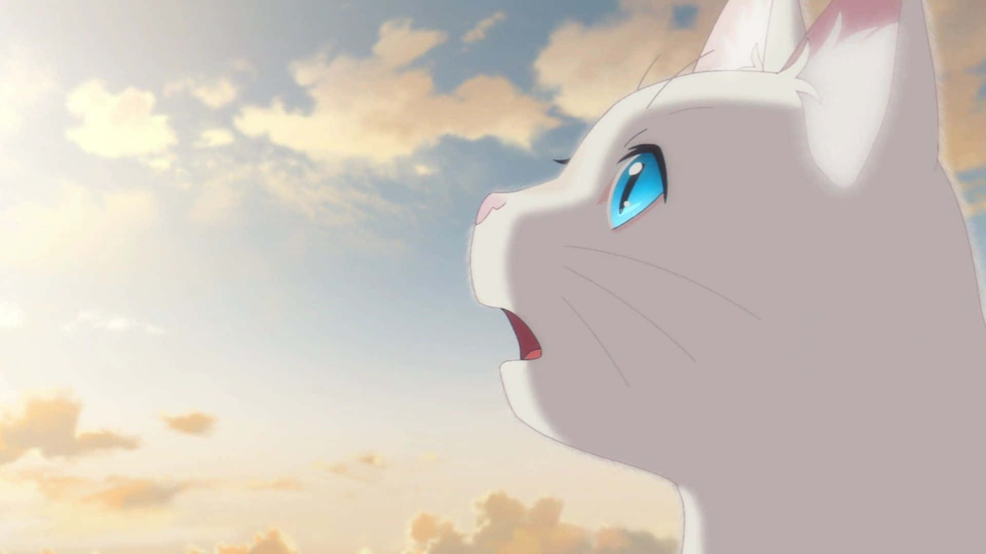 Miyo Sasaki, white anime cat, blue eyes, Full HD Desktop Wallpaper
