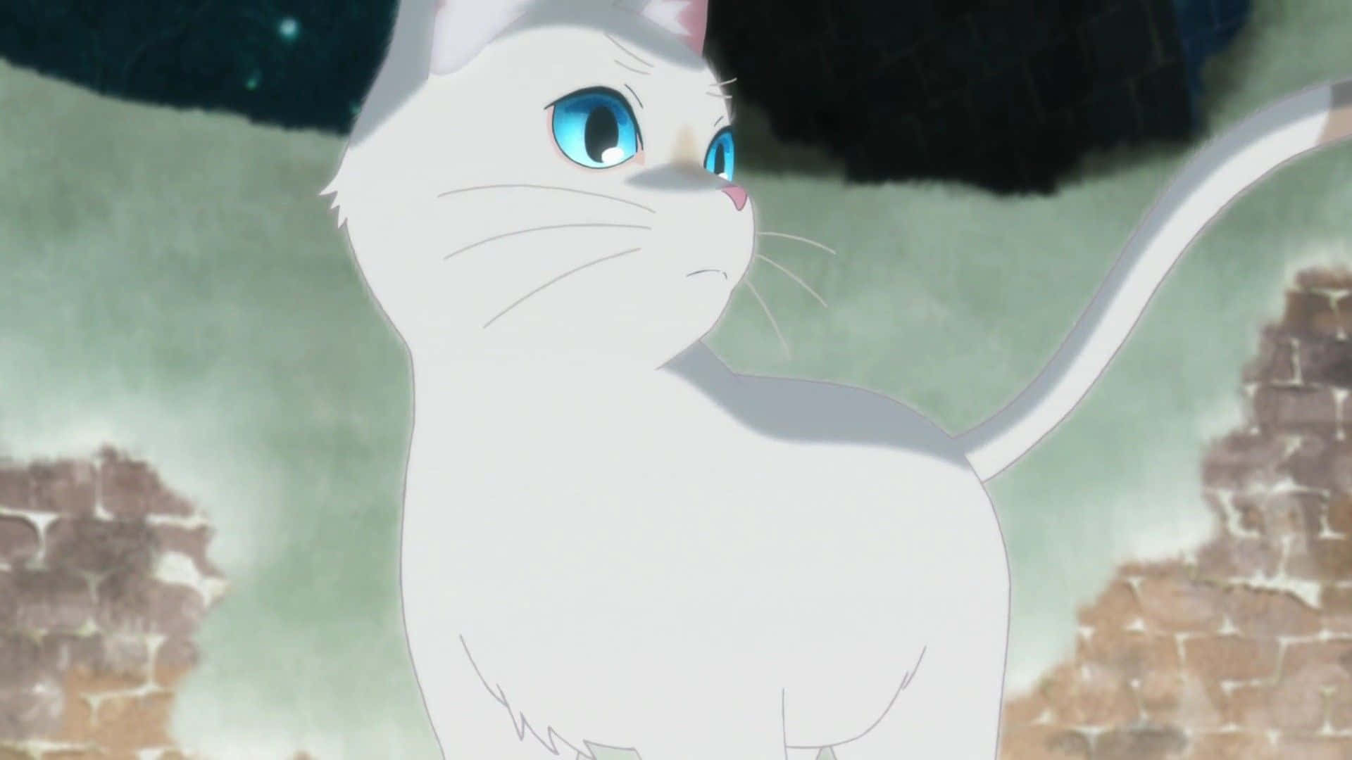 Miyo Sasaki, white anime cat, bright blue eyes, Full HD Desktop Wallpaper
