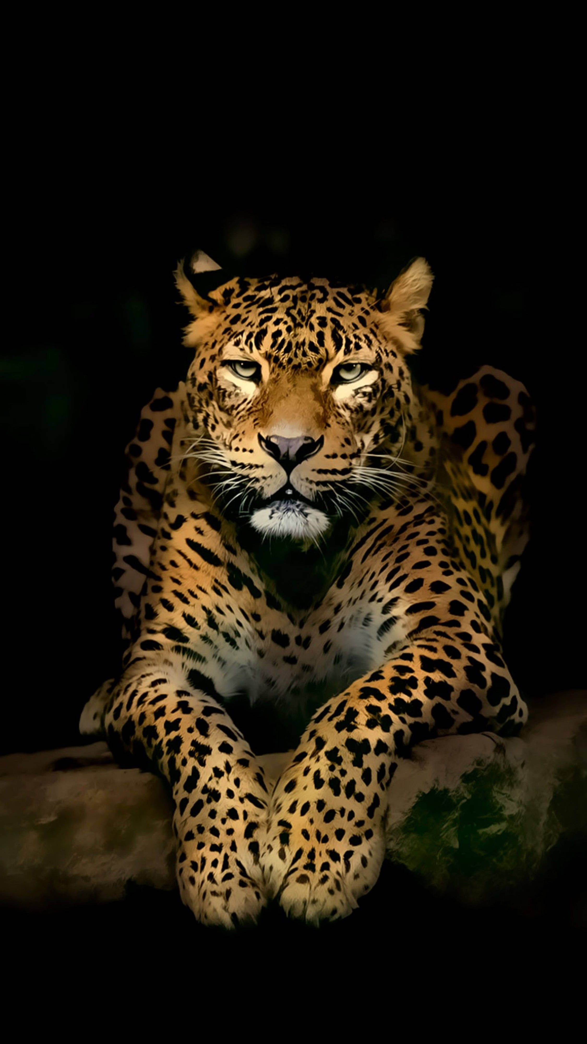Mobile 4K, leopard, golden fur, 4K Phone Wallpaper