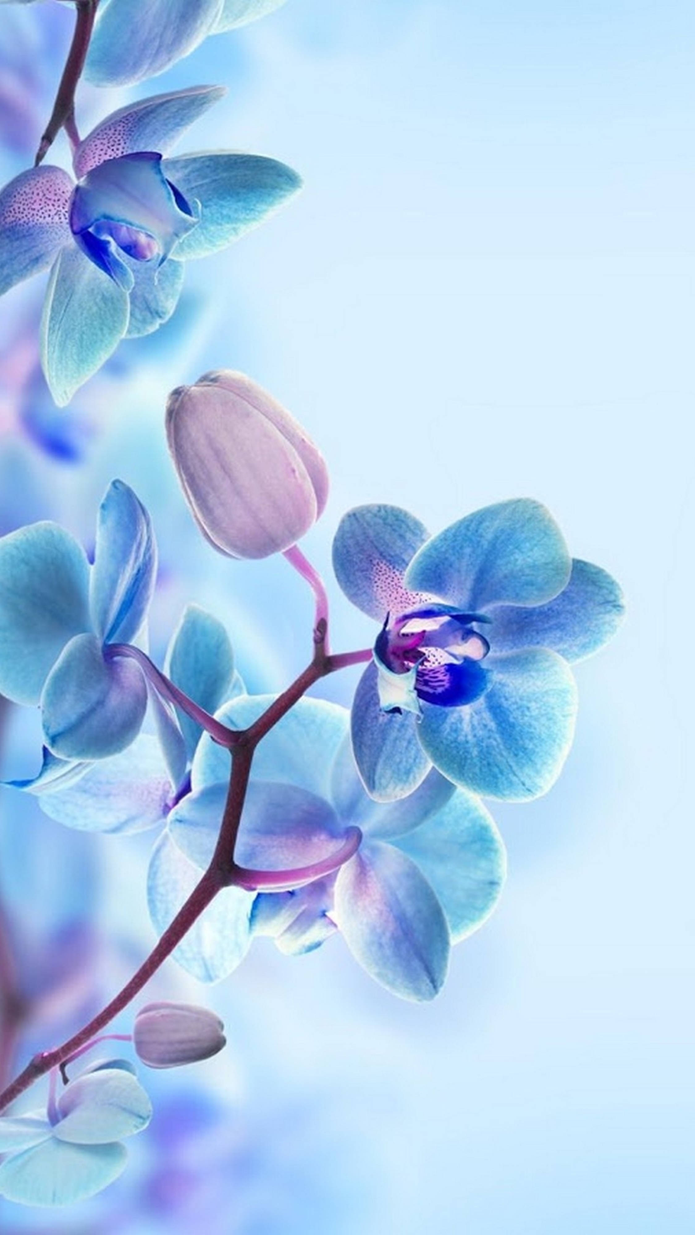 Mobile 4K, blue orchids, purple centers, 4K Phone Wallpaper