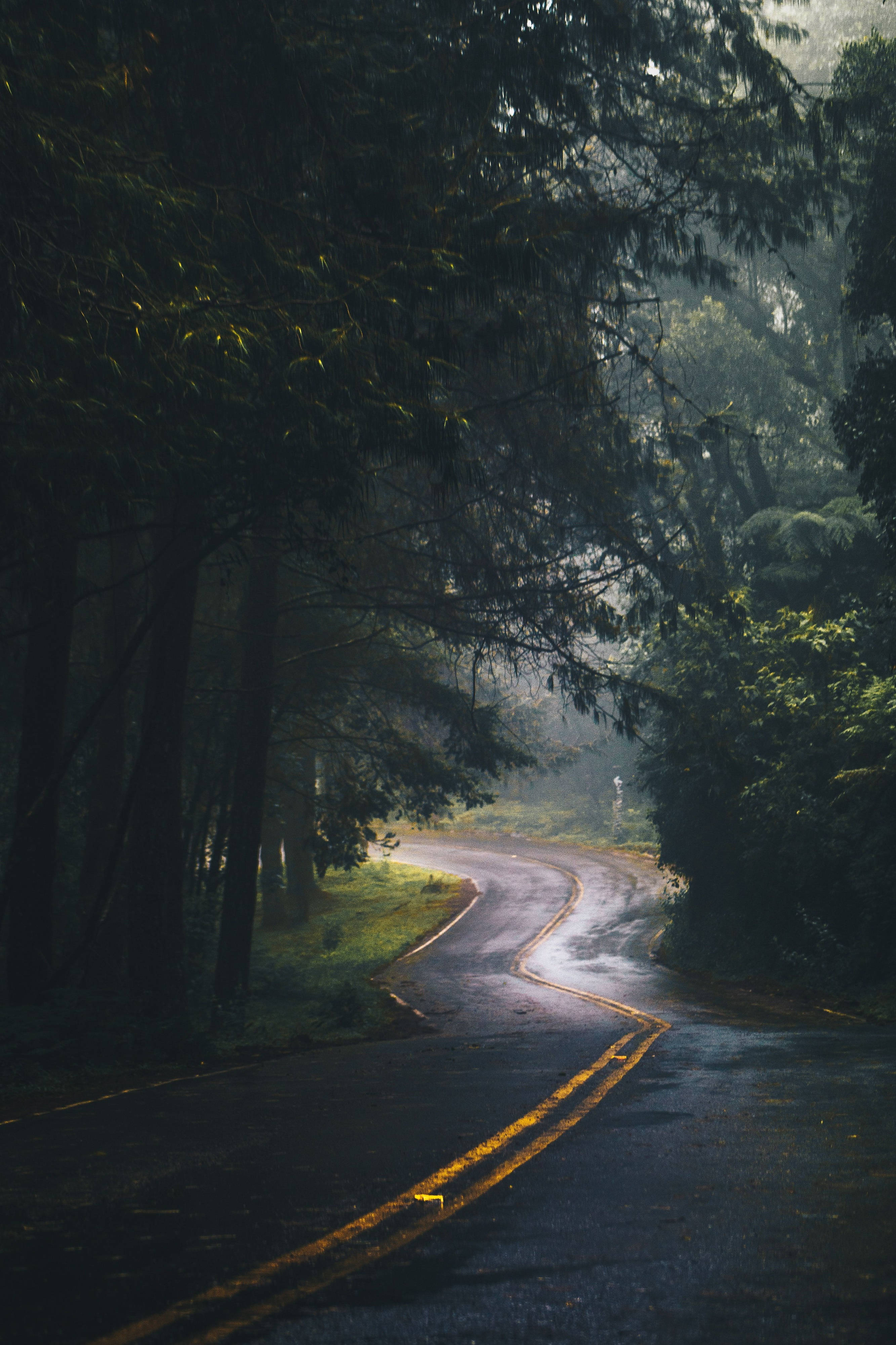 Mobile 4K, winding wet road, dense forest, 4K Phone Wallpaper