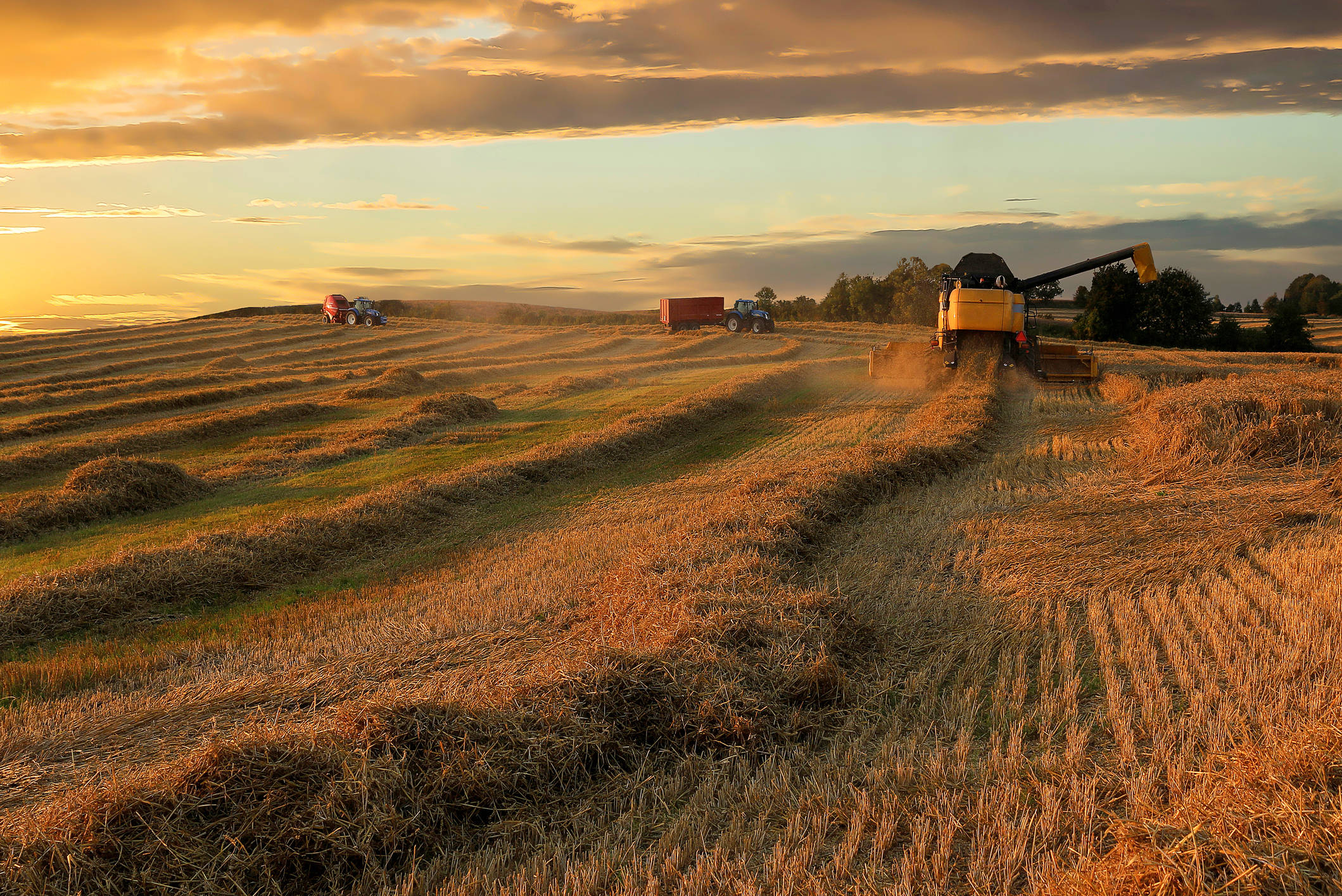 Golden sunset, vast wheat field, harvesters, Full HD Desktop Wallpaper