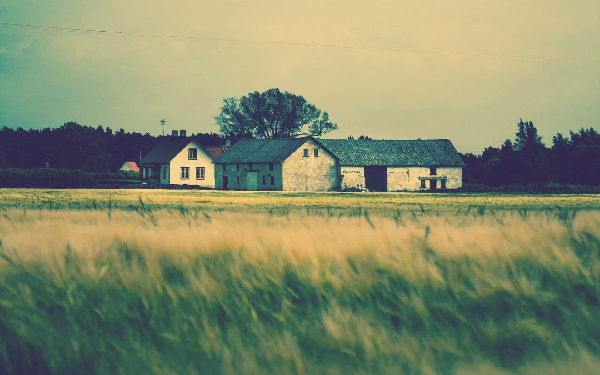 Farmhouse, golden wheat field, muted sky, Full HD Desktop Wallpaper