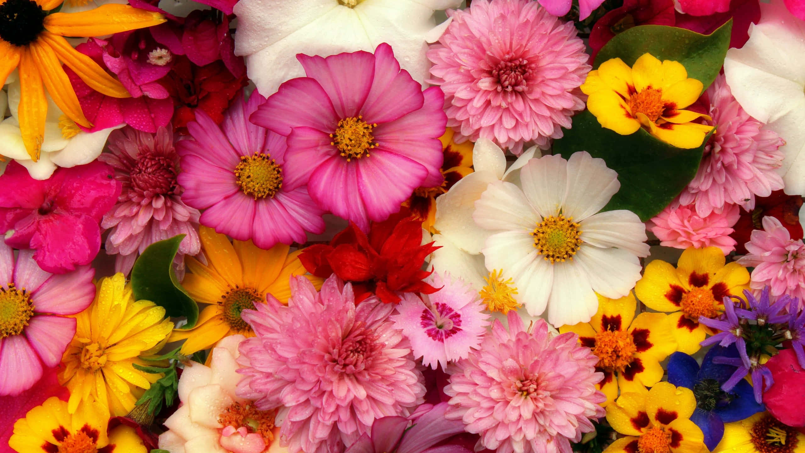 vibrant floral array, pink cosmos, yellow daisies, 2K Desktop Wallpaper
