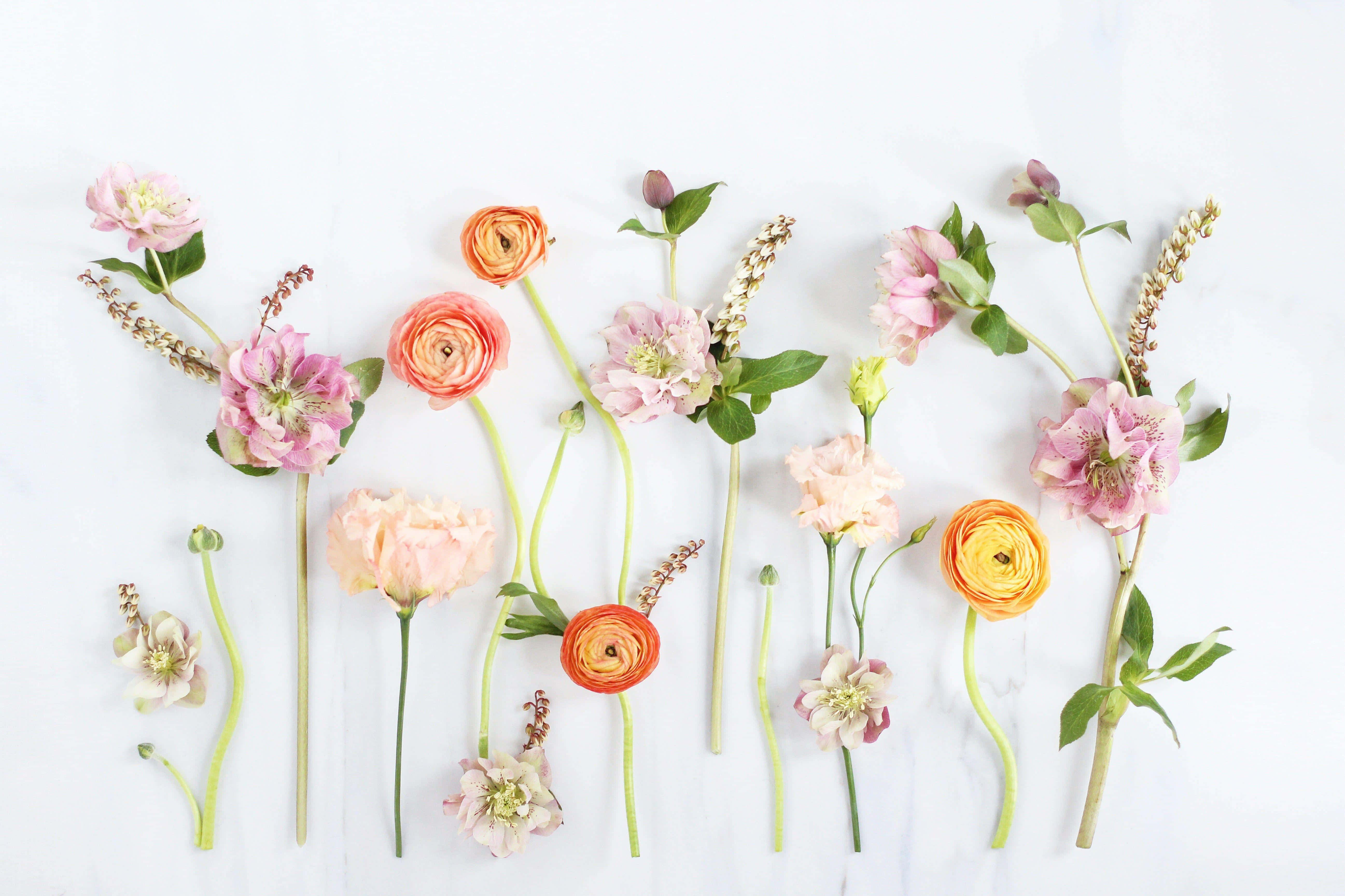 pastel pink, peach, orange ranunculus, 5K Desktop Wallpaper