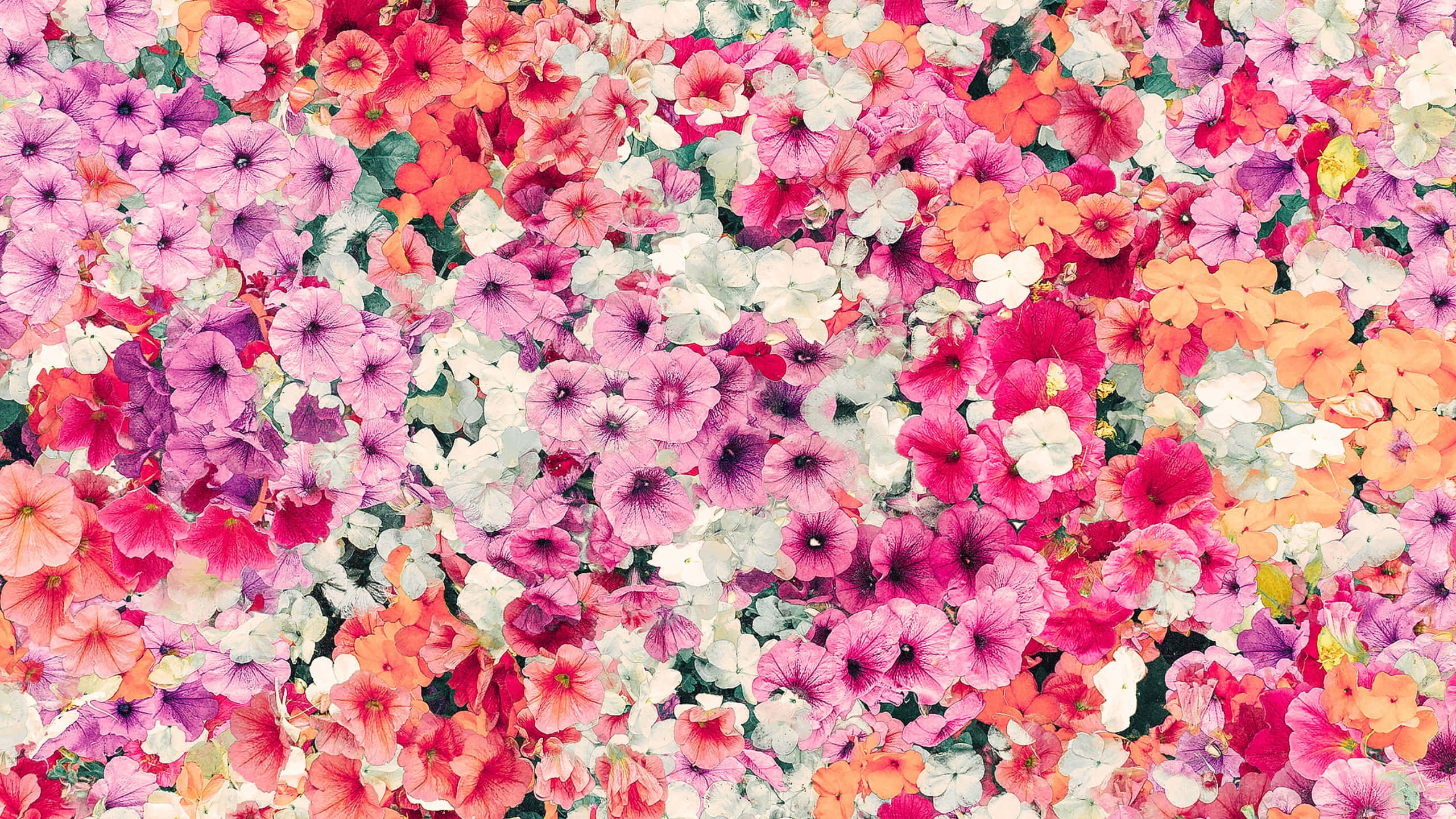 petunias, pink, orange, 2K Desktop Wallpaper