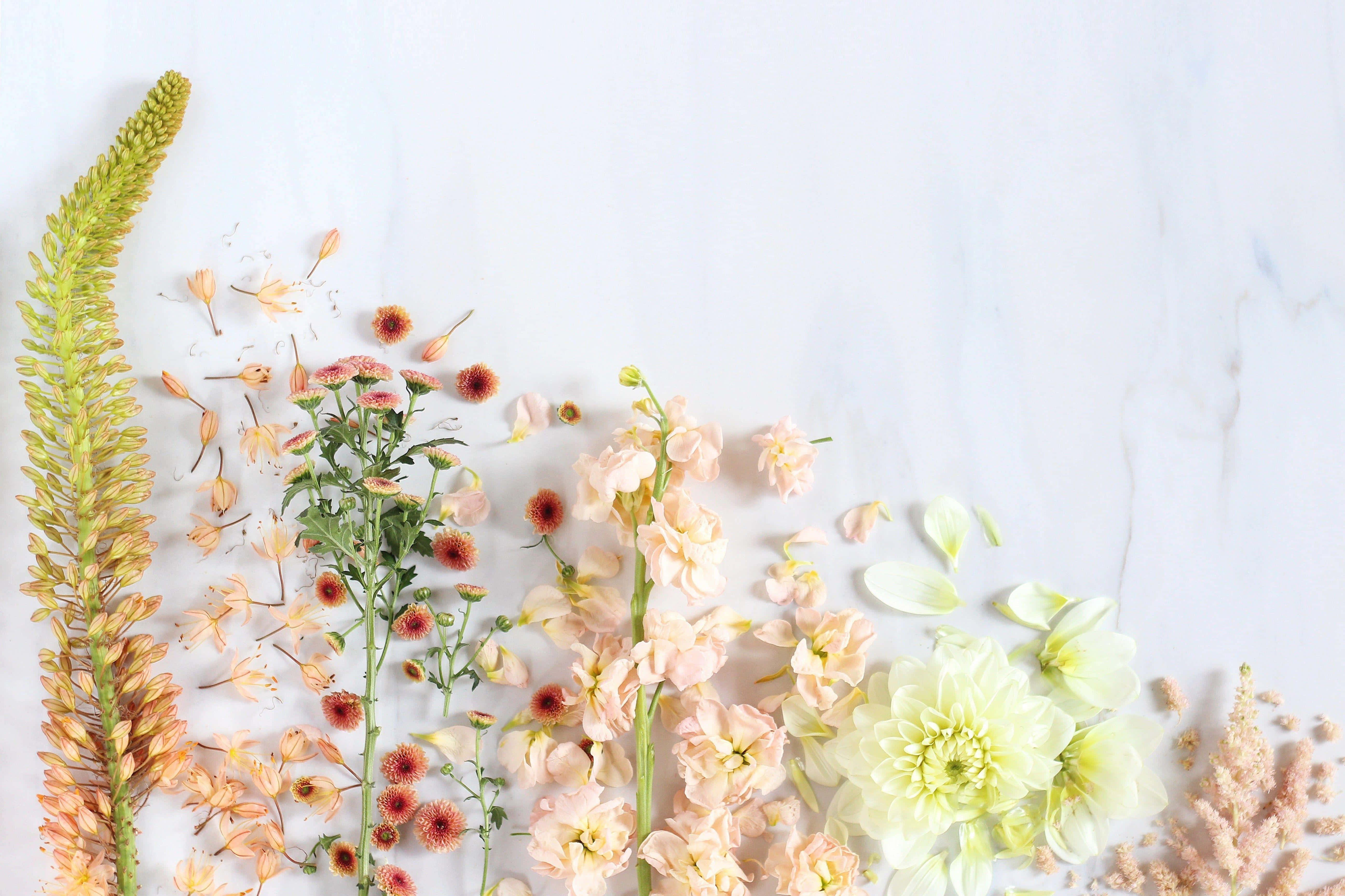elegant floral composition, pastel flowers, dried botanicals, 5K Desktop Wallpaper