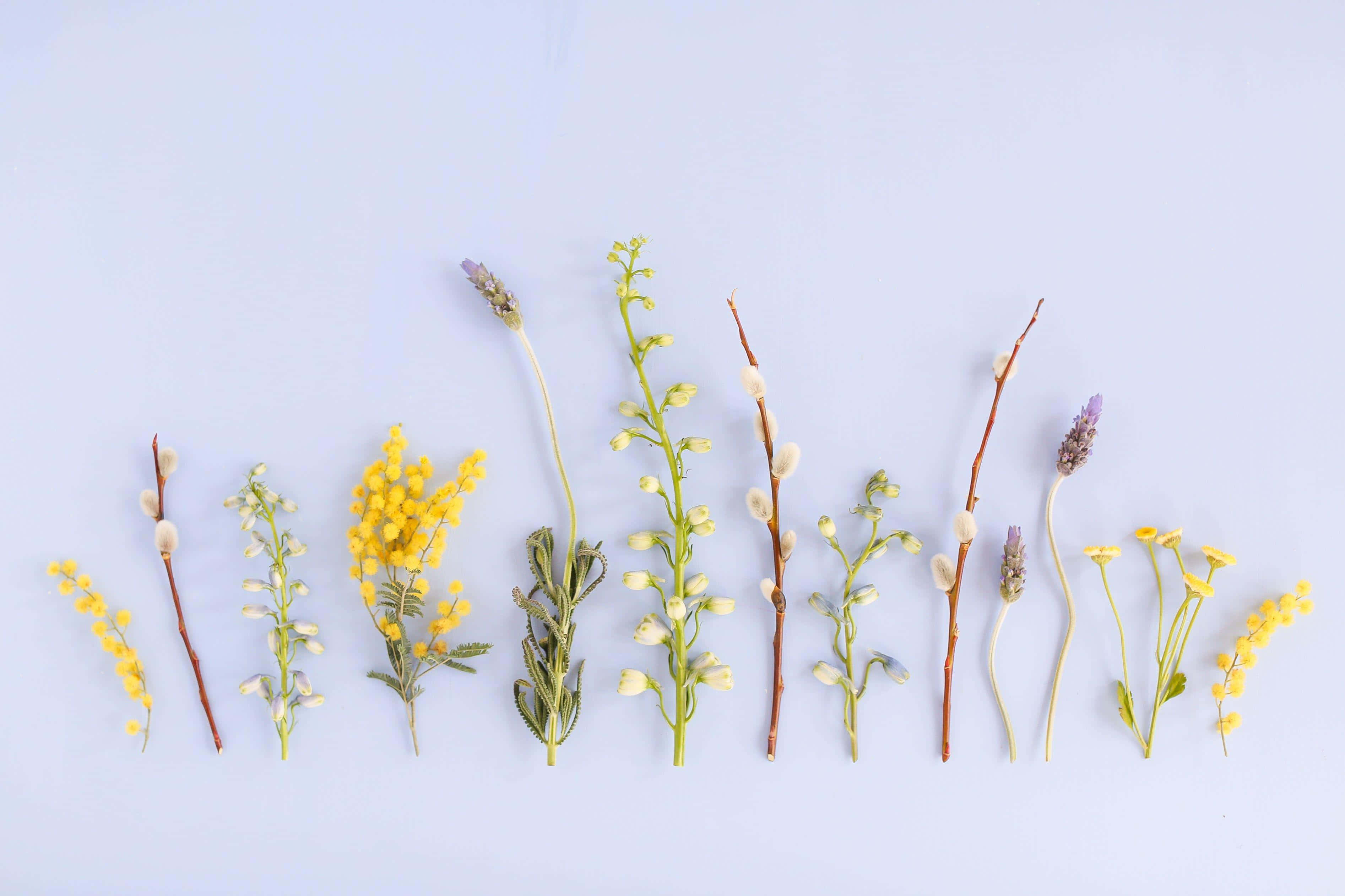 assorted spring blooms arrangement, dried flowers, willow catkins, 2K Desktop Wallpaper