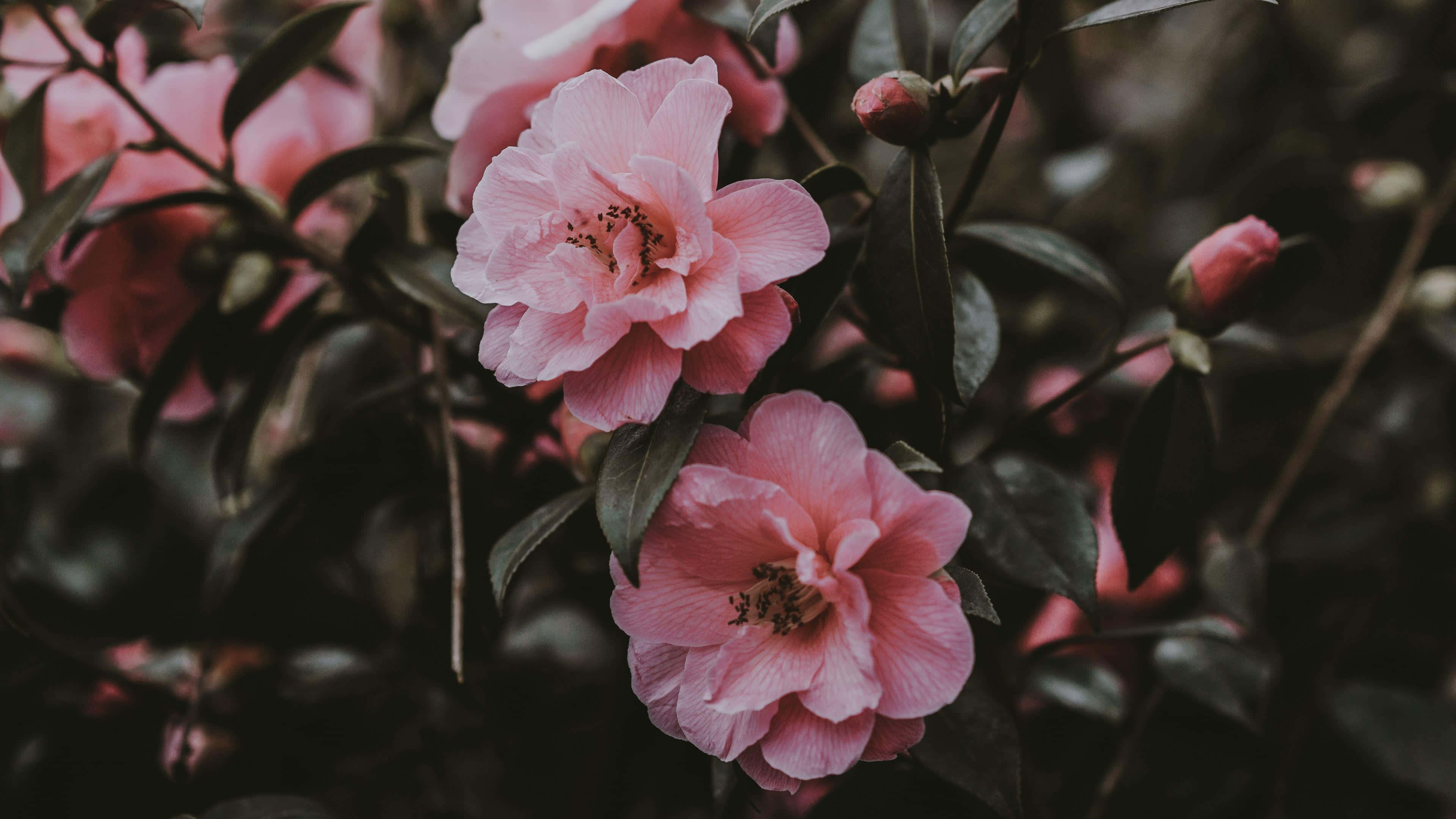 elegant pink camellias, soft pink camellia blossoms, dark green leaves, 4K Desktop Wallpaper