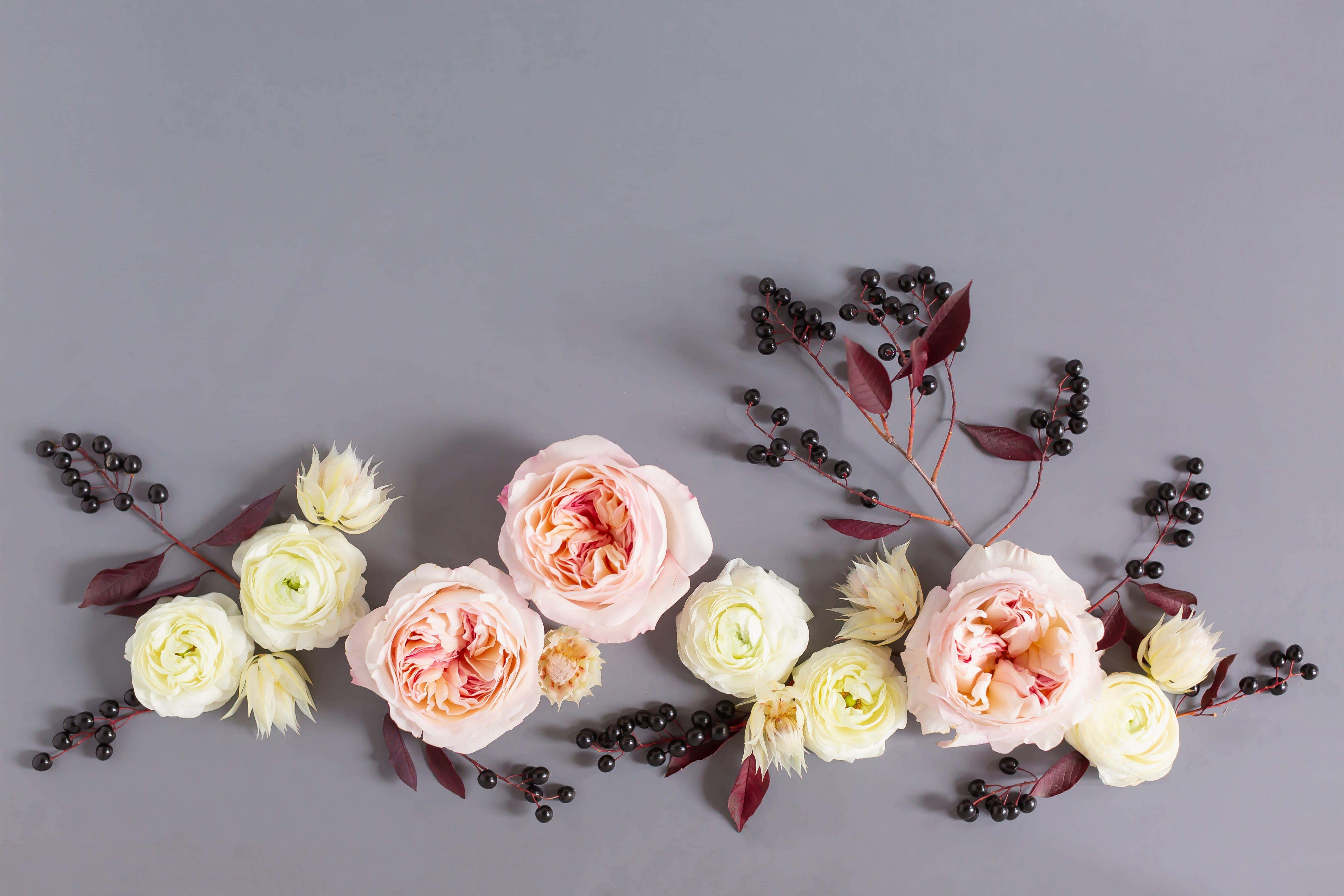 blush pink roses, cream roses, dark berries, 5K Desktop Wallpaper