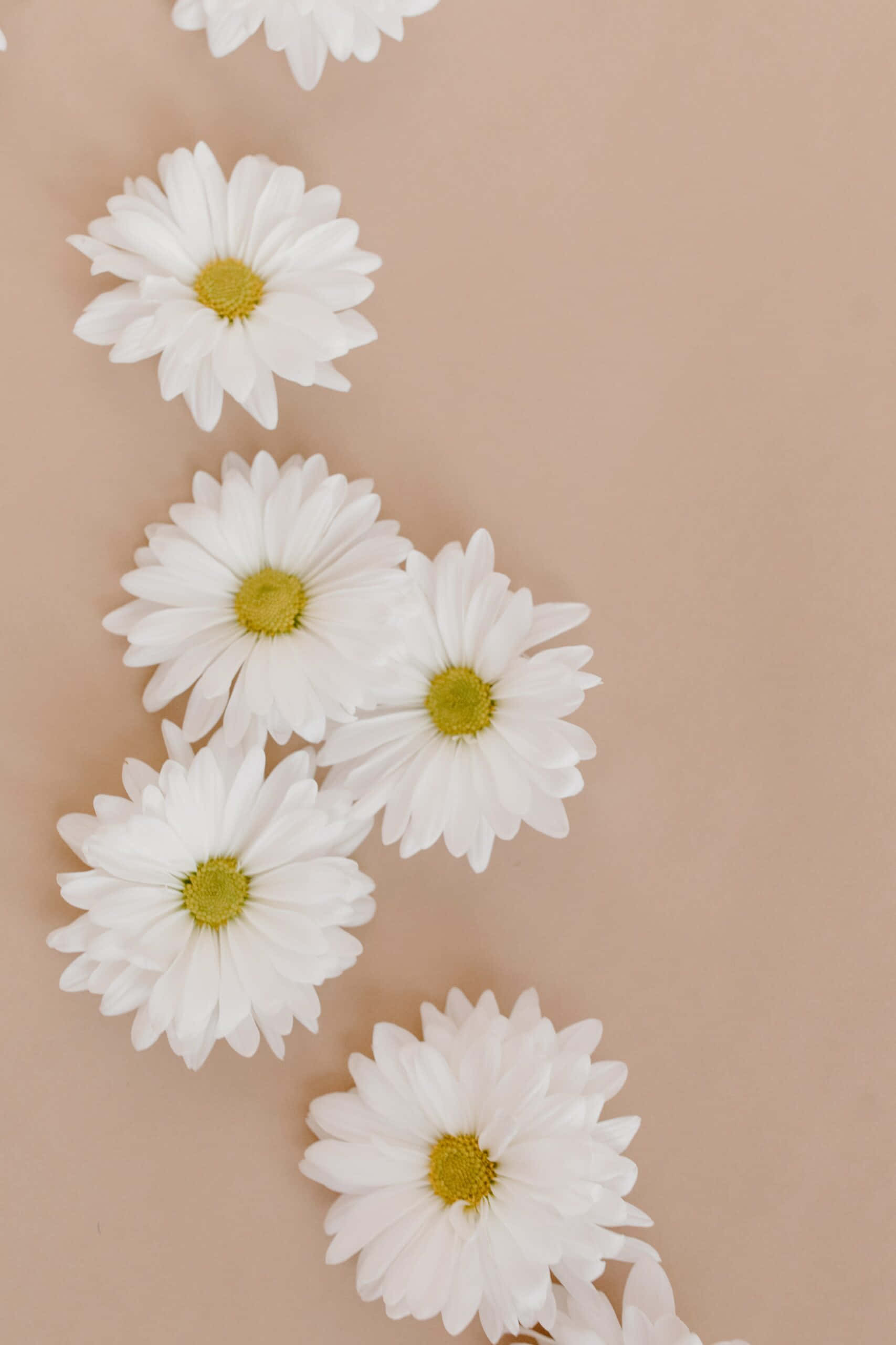 white daisies, yellow centers, beige background, 2K Phone Wallpaper