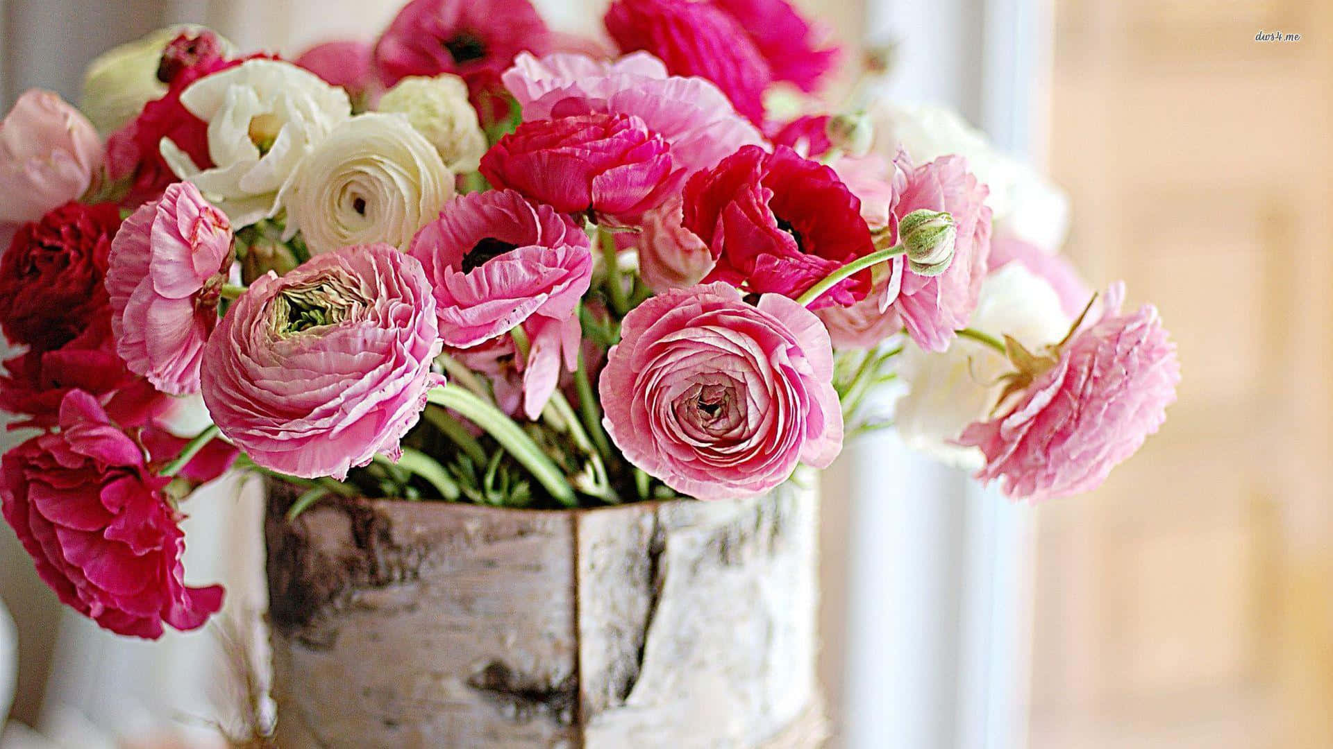 pink red and white ranunculus blooms, rustic birch bark vase, soft natural light, Full HD Desktop Wallpaper