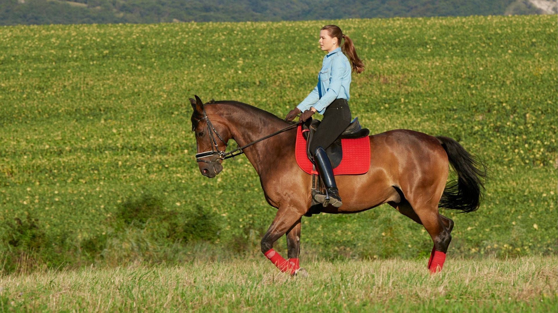 Modern Pentathlon, woman, brown horse, Full HD Desktop Wallpaper
