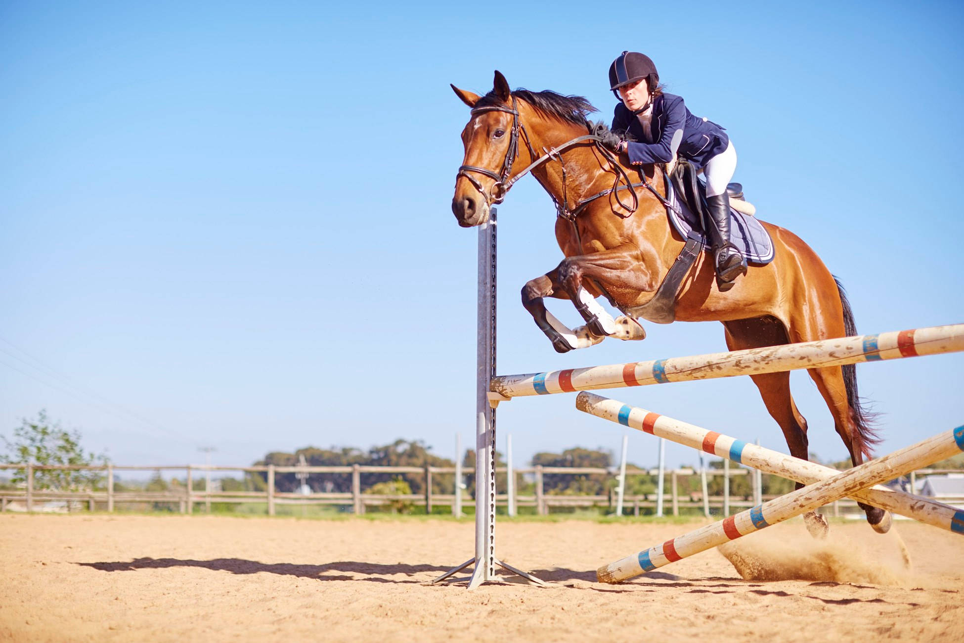 Modern Pentathlon, chestnut horse, dark gear, Full HD Desktop Wallpaper