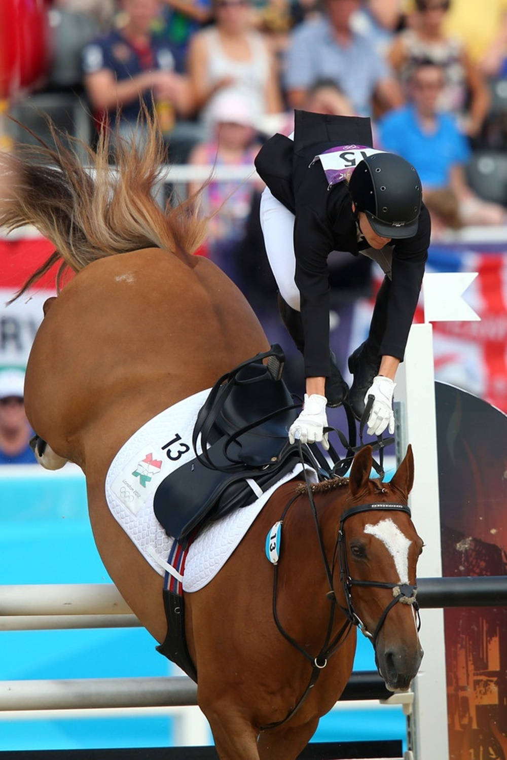 Modern Pentathlon, chestnut horse, rider number 13, HD Phone Wallpaper