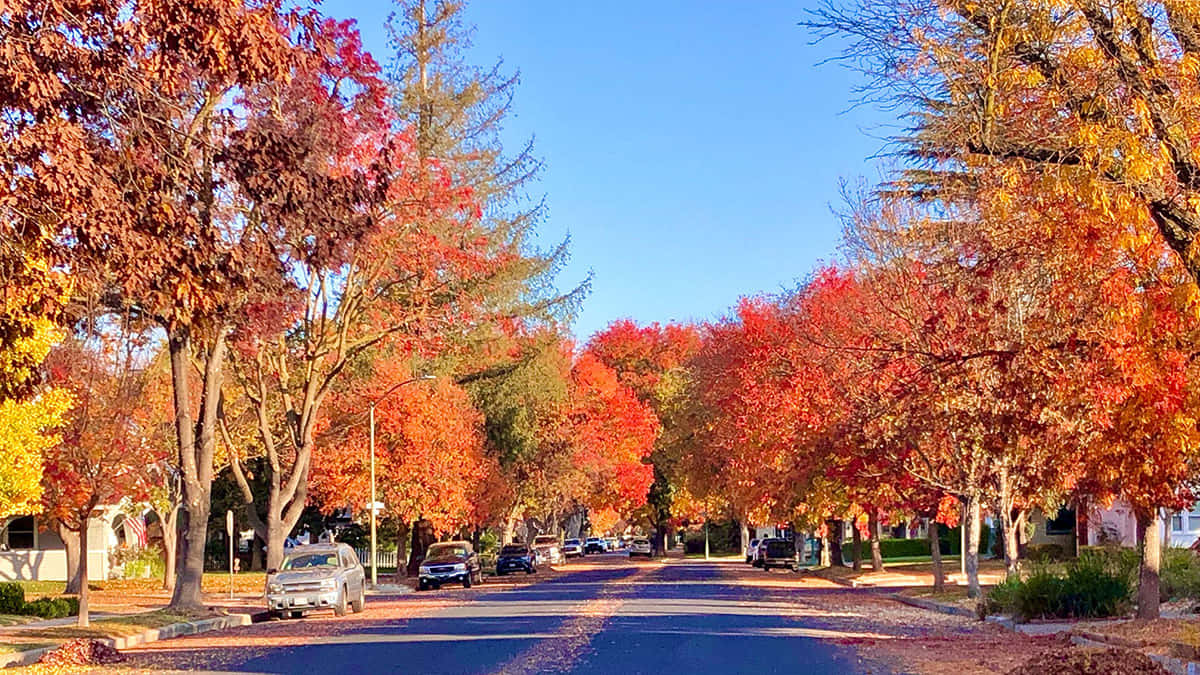 Modesto, autumn, fiery red orange, SD Desktop Wallpaper