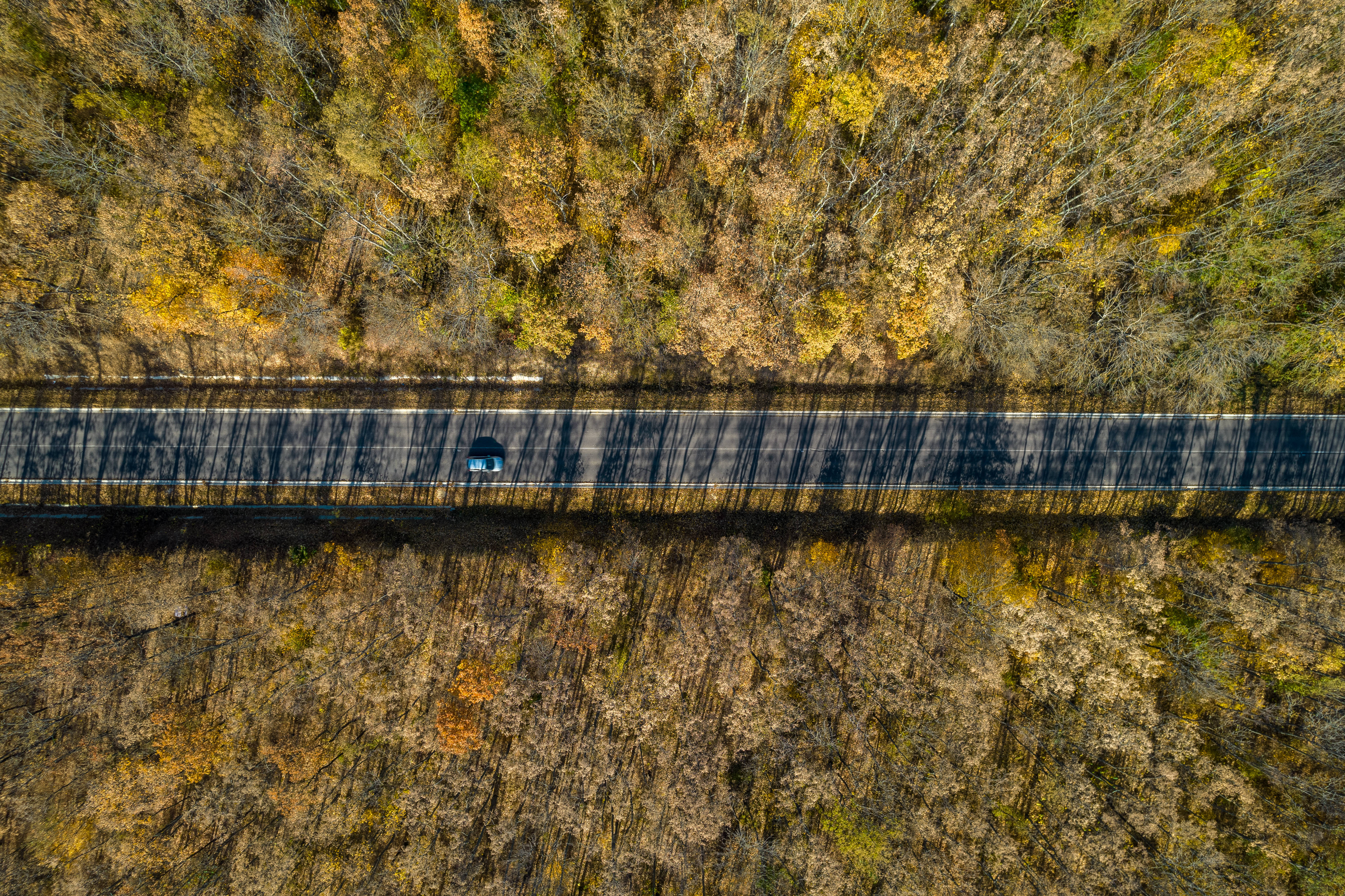 Moldova, autumn forest, golden foliage, 5K Desktop Wallpaper